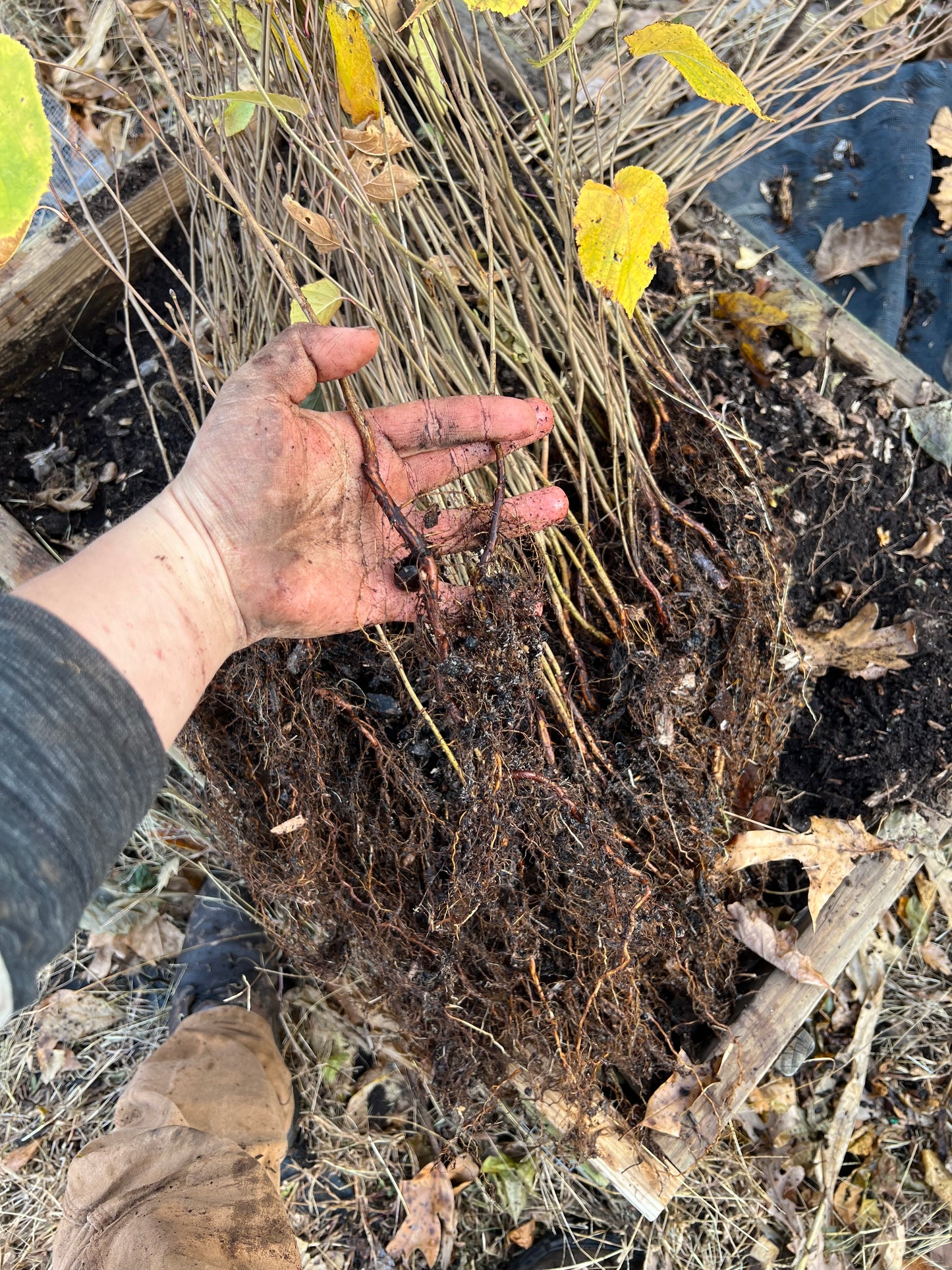 Bare root trees LOCAL pickup only