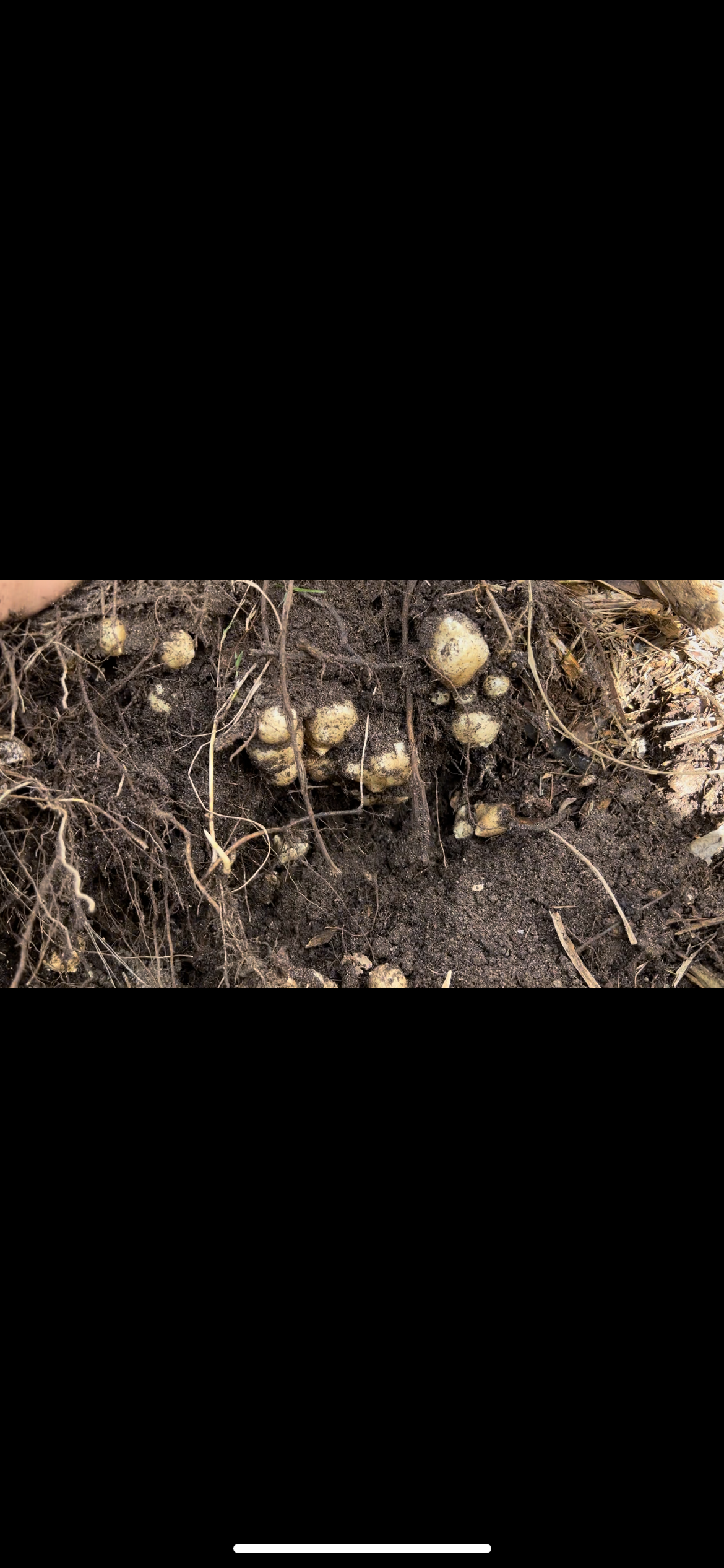 Sunchoke Tubers