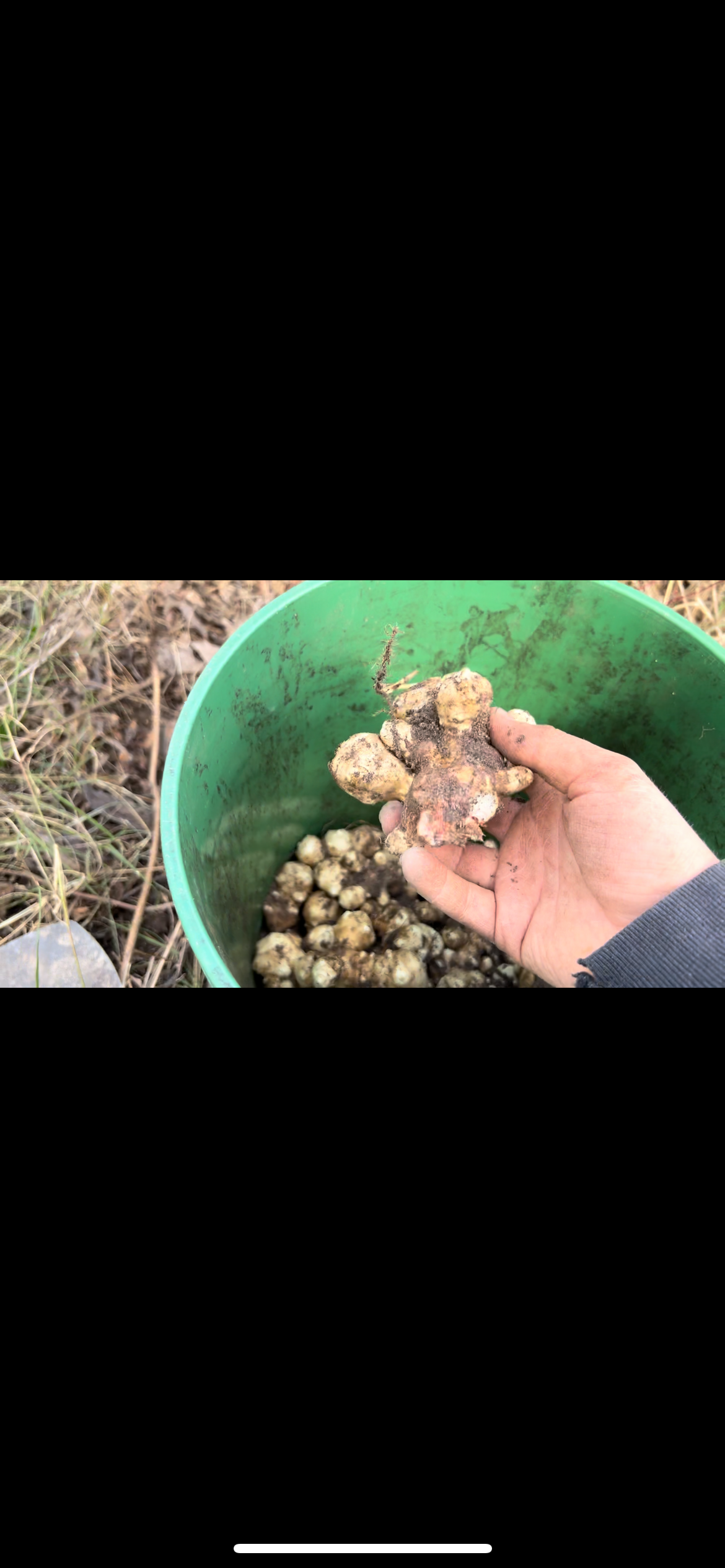 Sunchoke Tubers