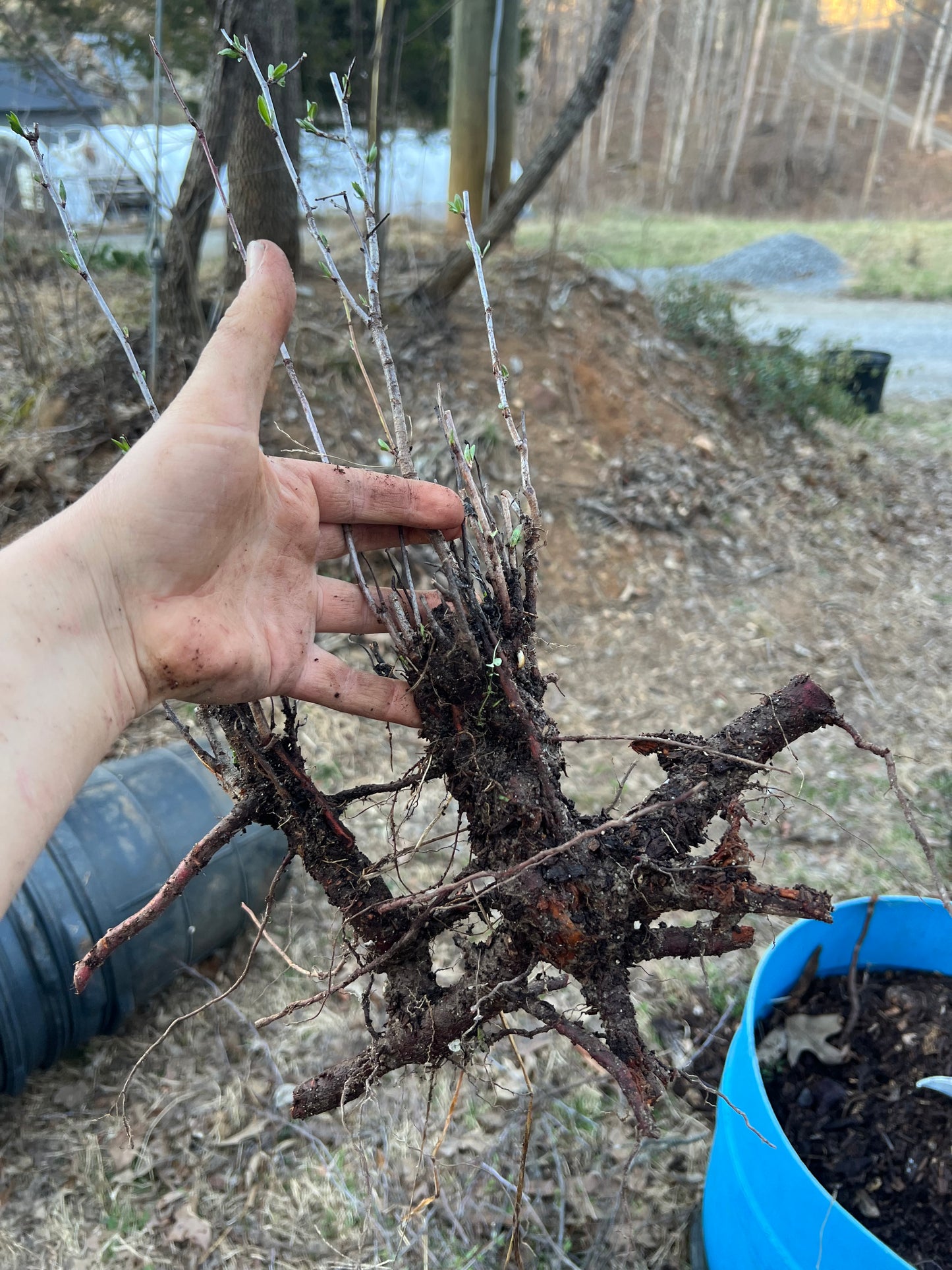 Wild Plum