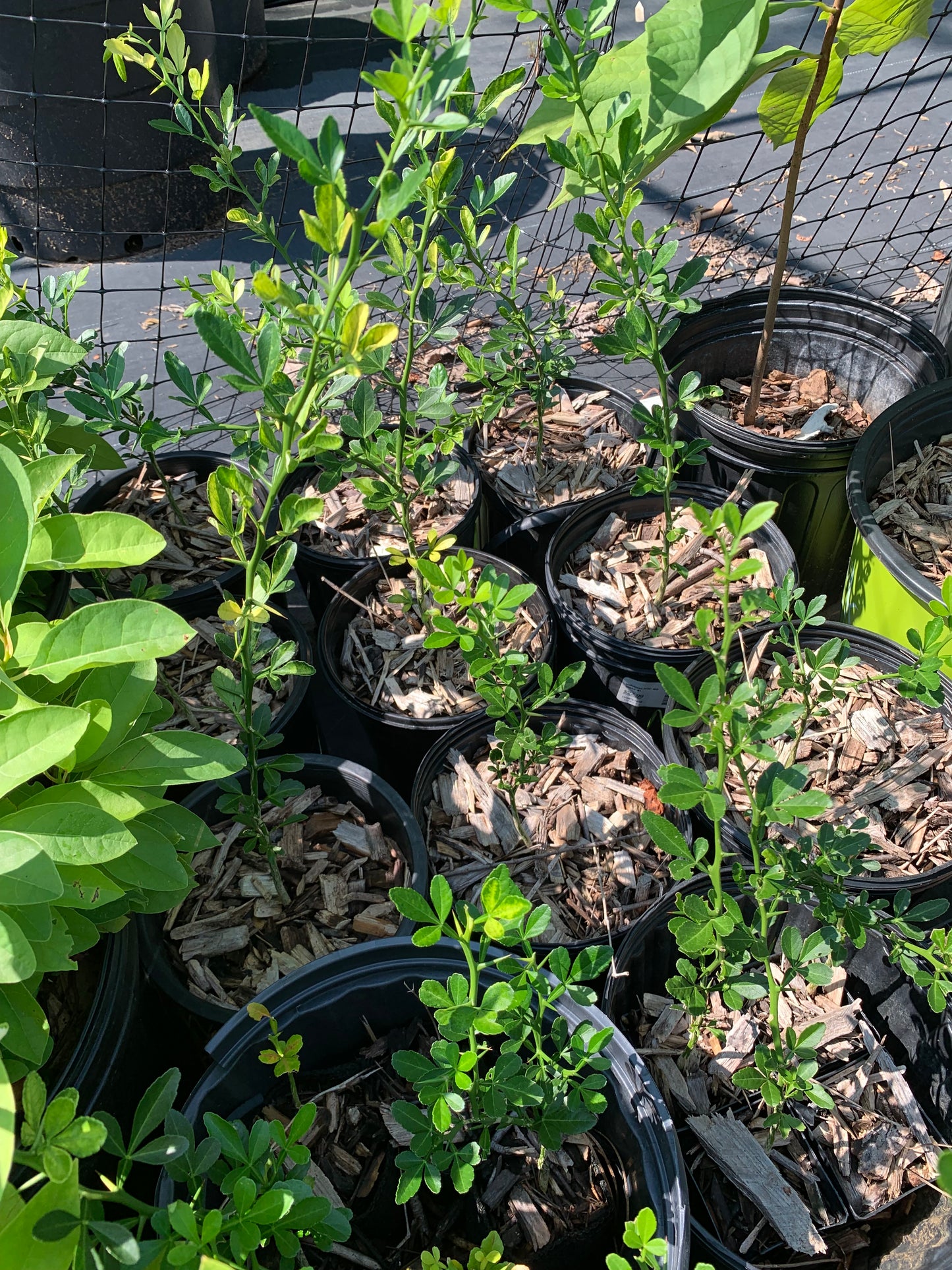 Trifolate Orange TREES & SEEDS