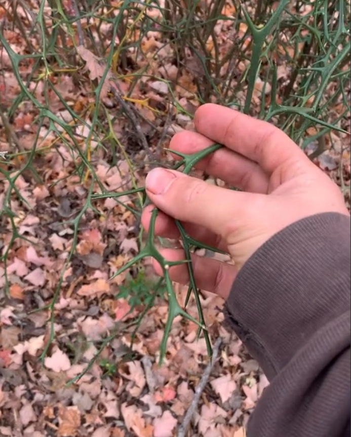 Trifolate Orange TREES & SEEDS
