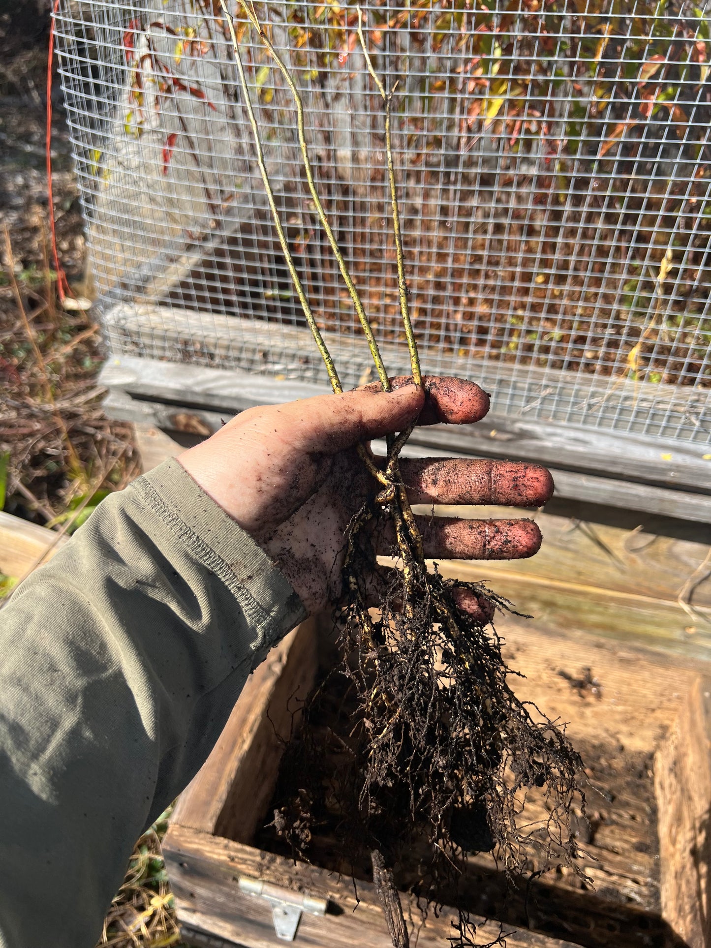 Grade B bareroot trees
