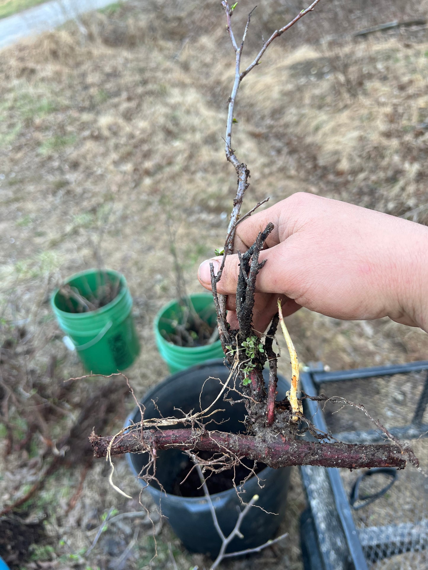 Wild Plum