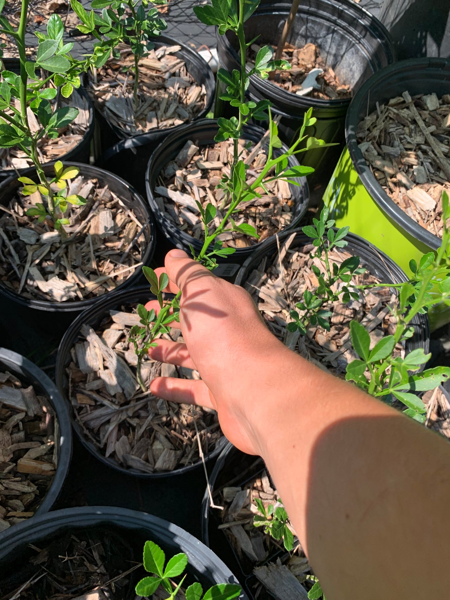 Trifolate Orange TREES & SEEDS