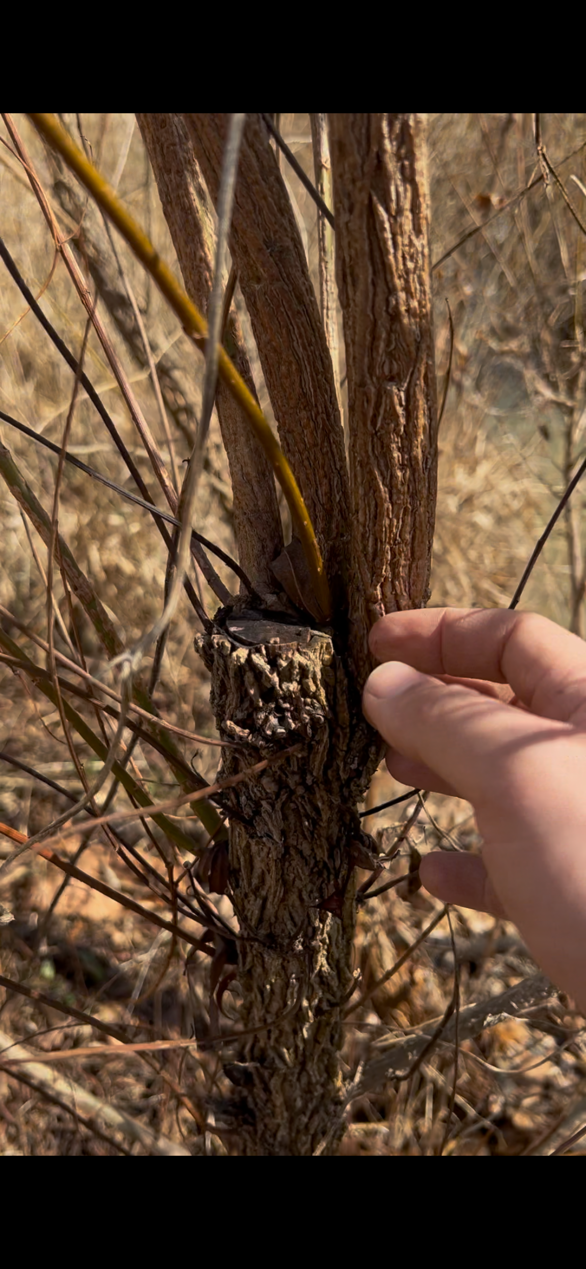 Willow Cuttings