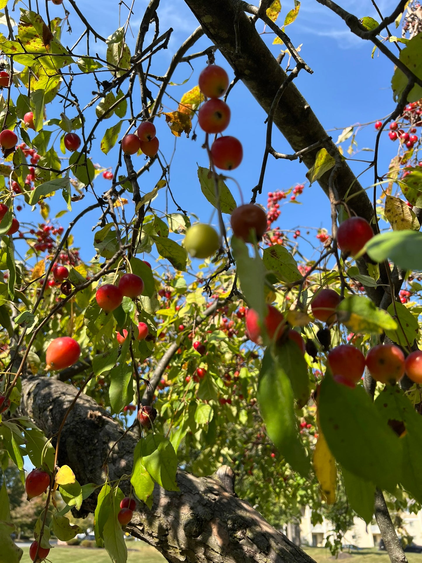 Hershey Crab Apple Seed