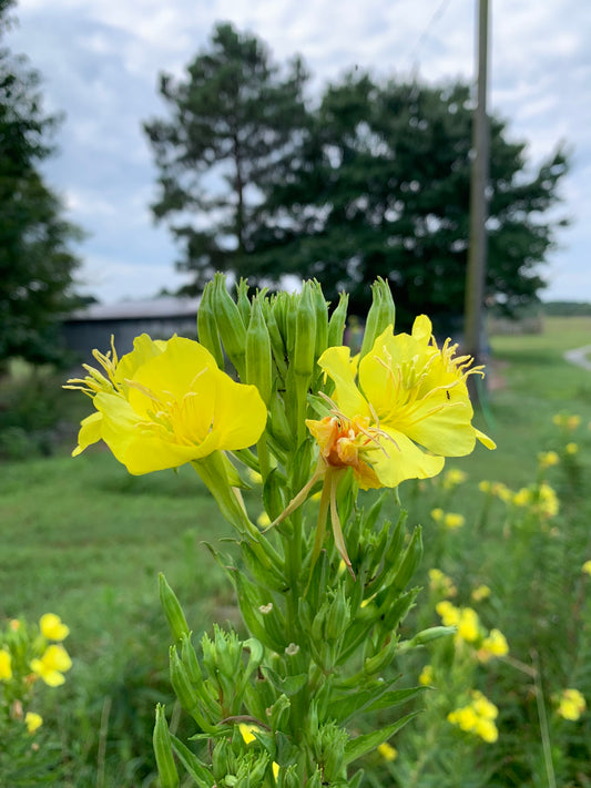 Evening Primrose Seeds