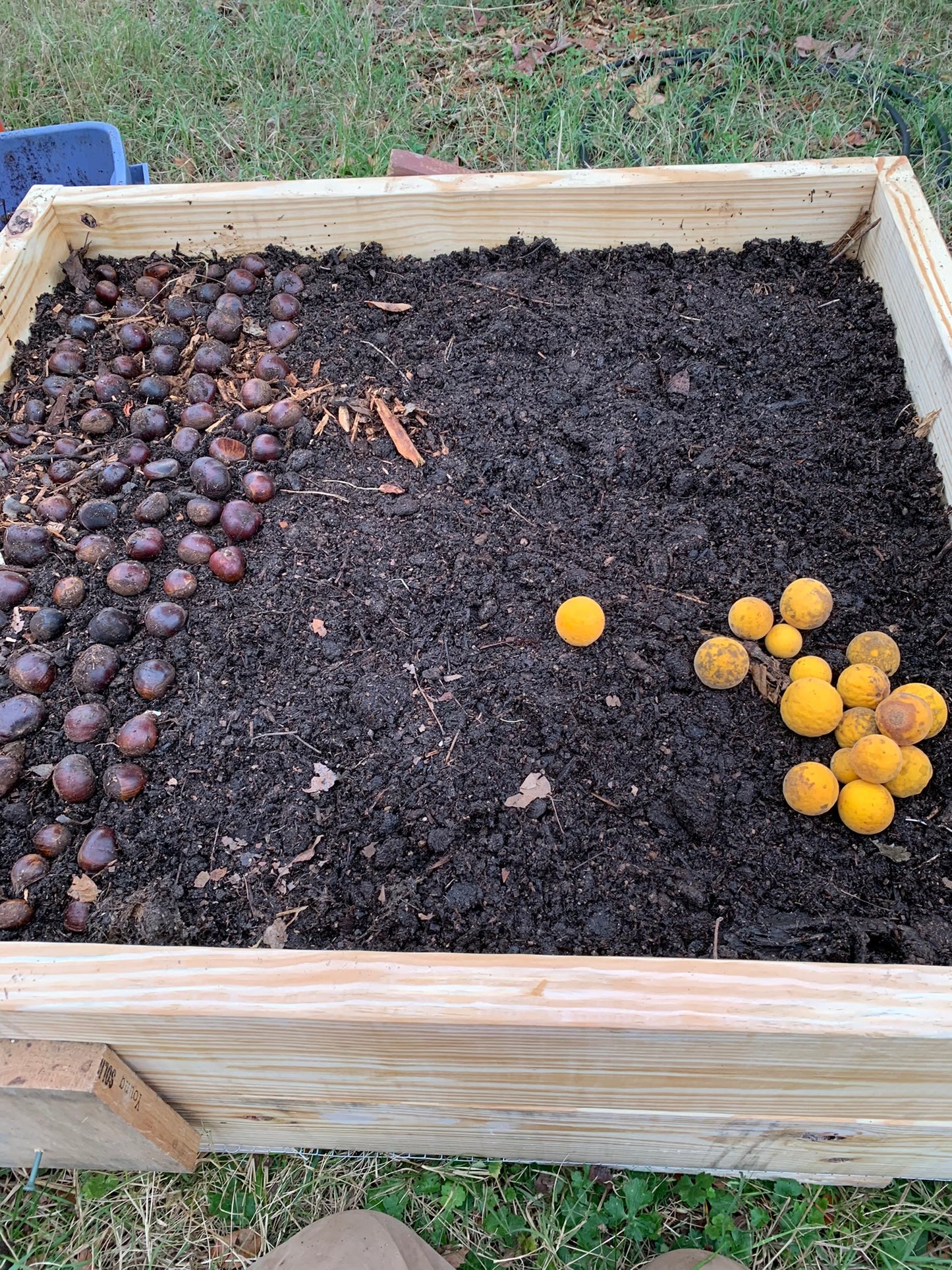 Trifolate Orange TREES & SEEDS