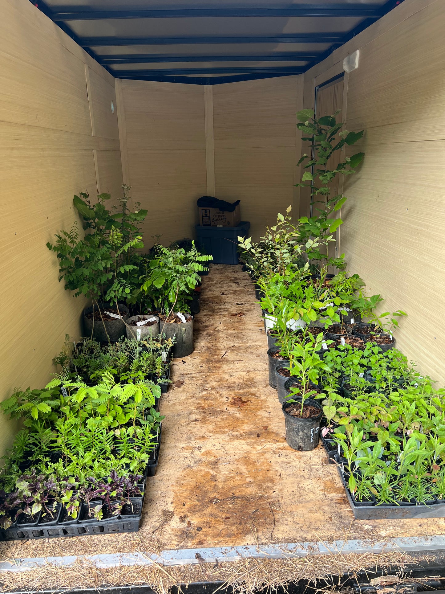 POTTTED PLANTS (Local pickup only!)
