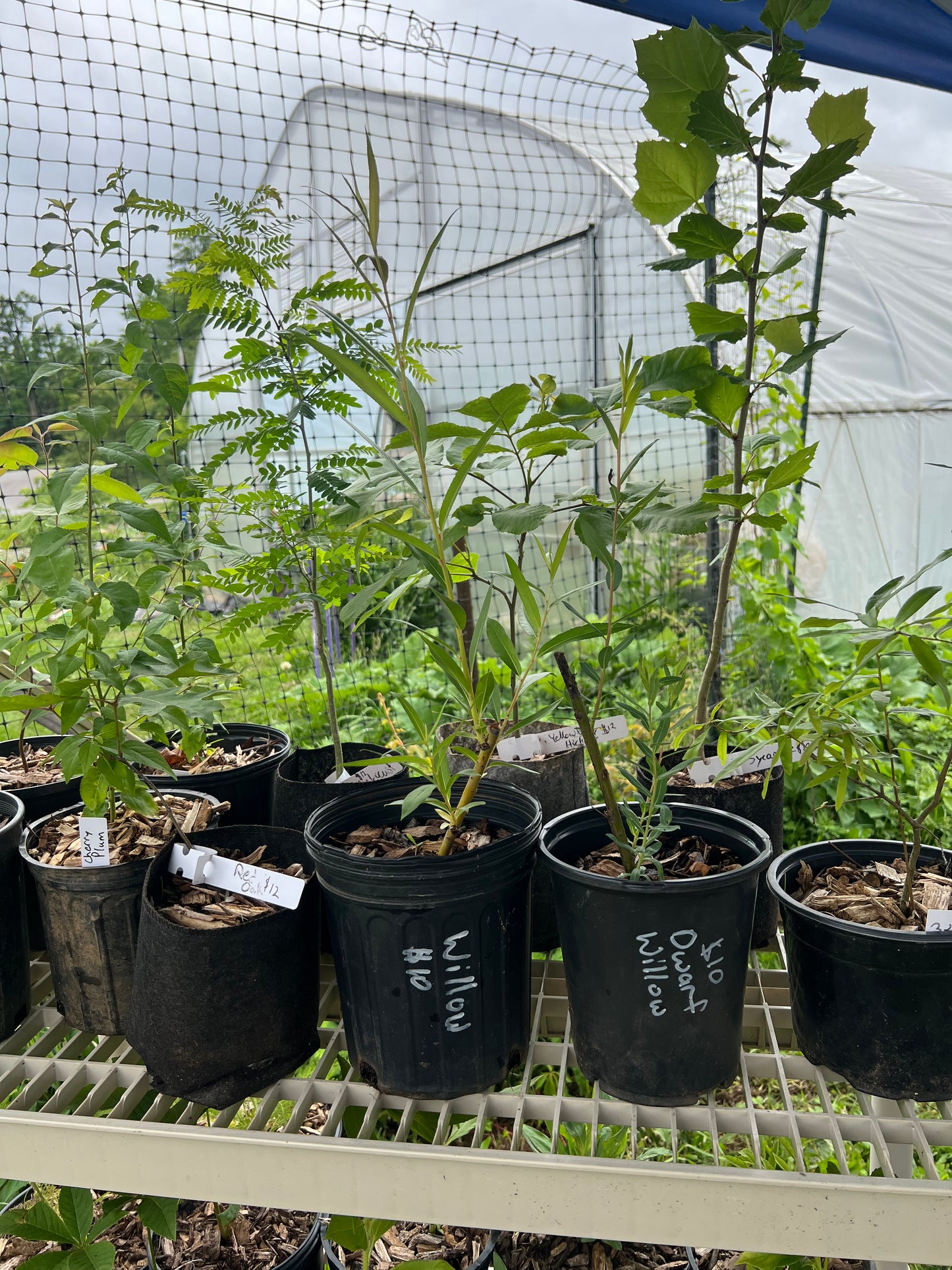 POTTTED PLANTS (Local pickup only!)
