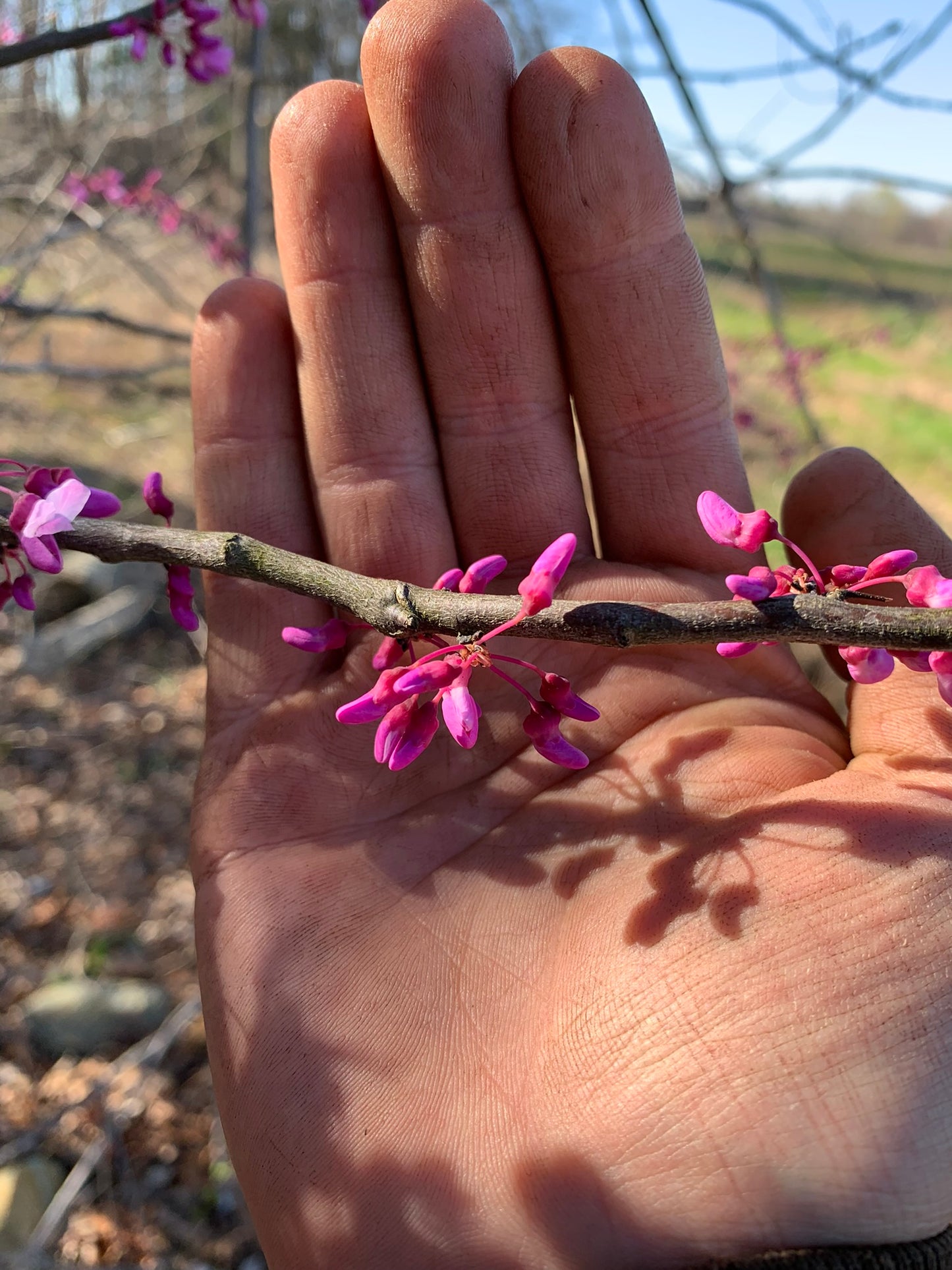 Redbud