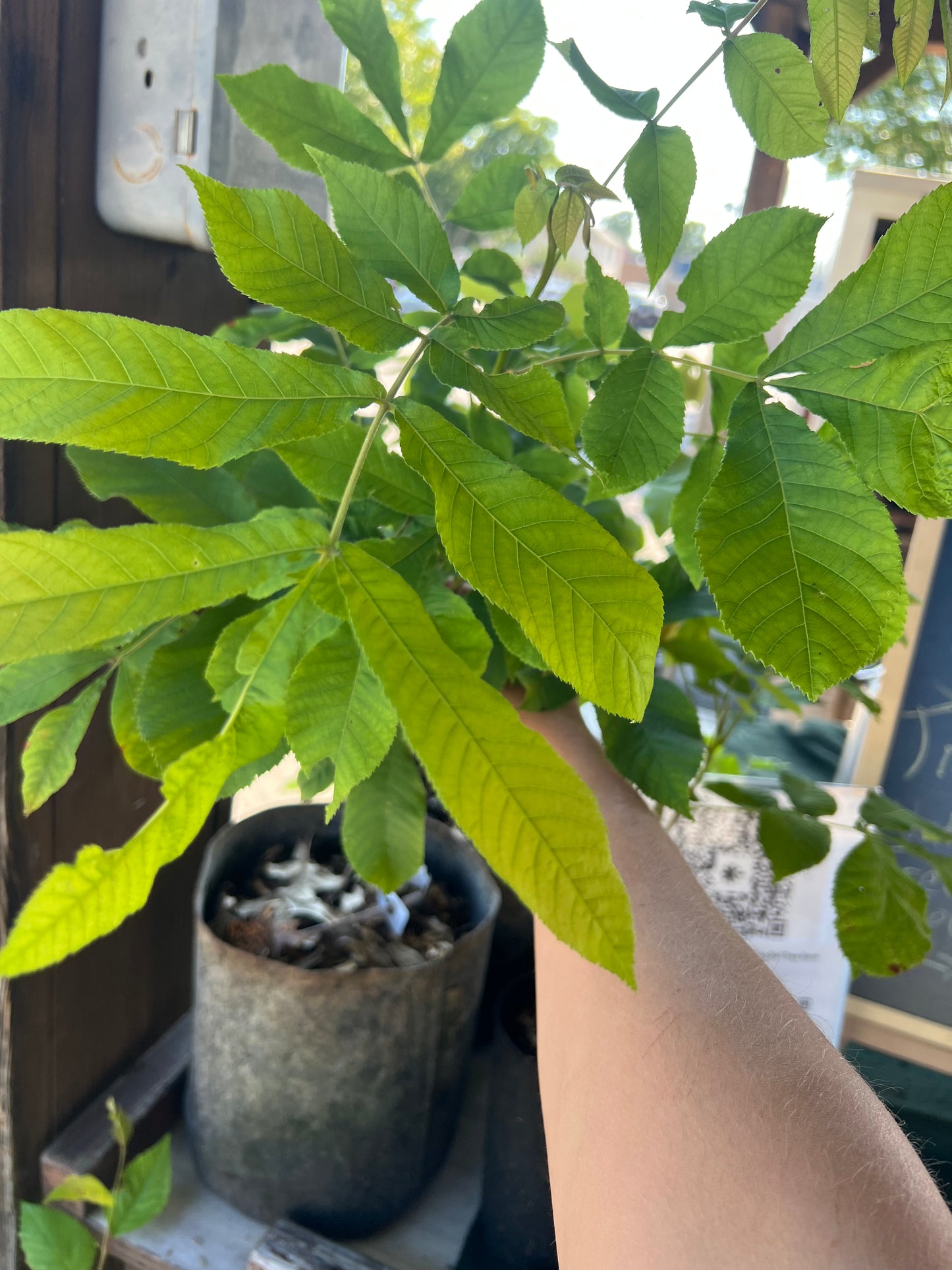 POTTTED PLANTS (Local pickup only!)