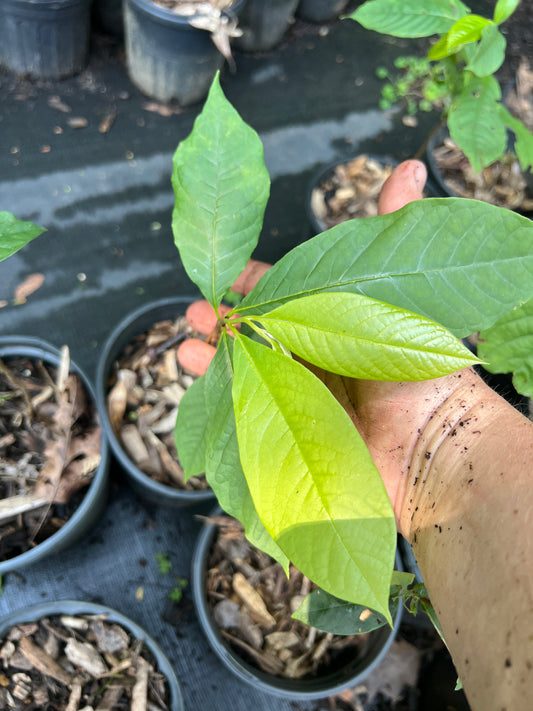 POTTTED PLANTS (Local pickup only!)