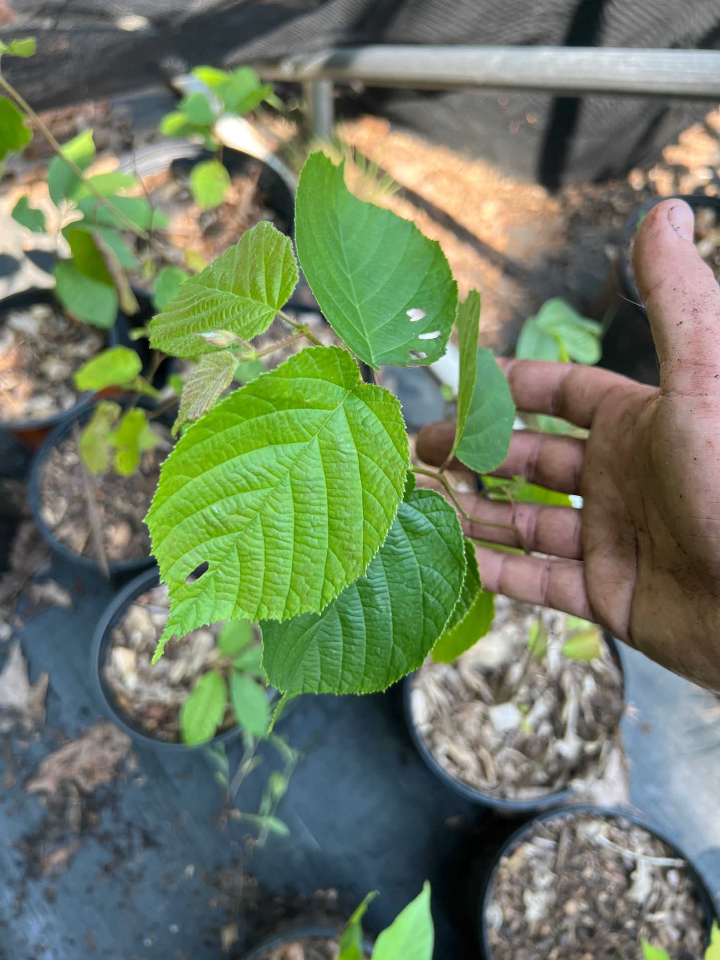 POTTTED PLANTS (Local pickup only!)