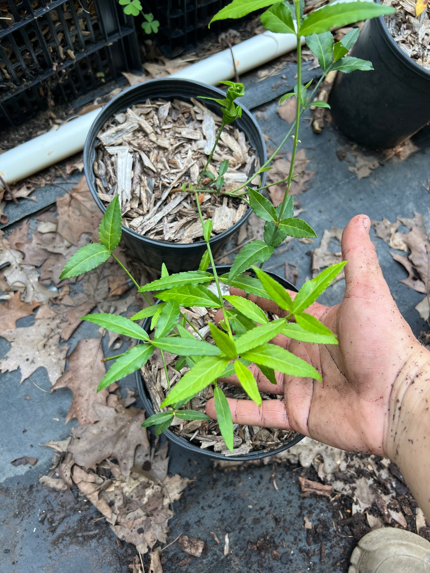 POTTTED PLANTS (Local pickup only!)