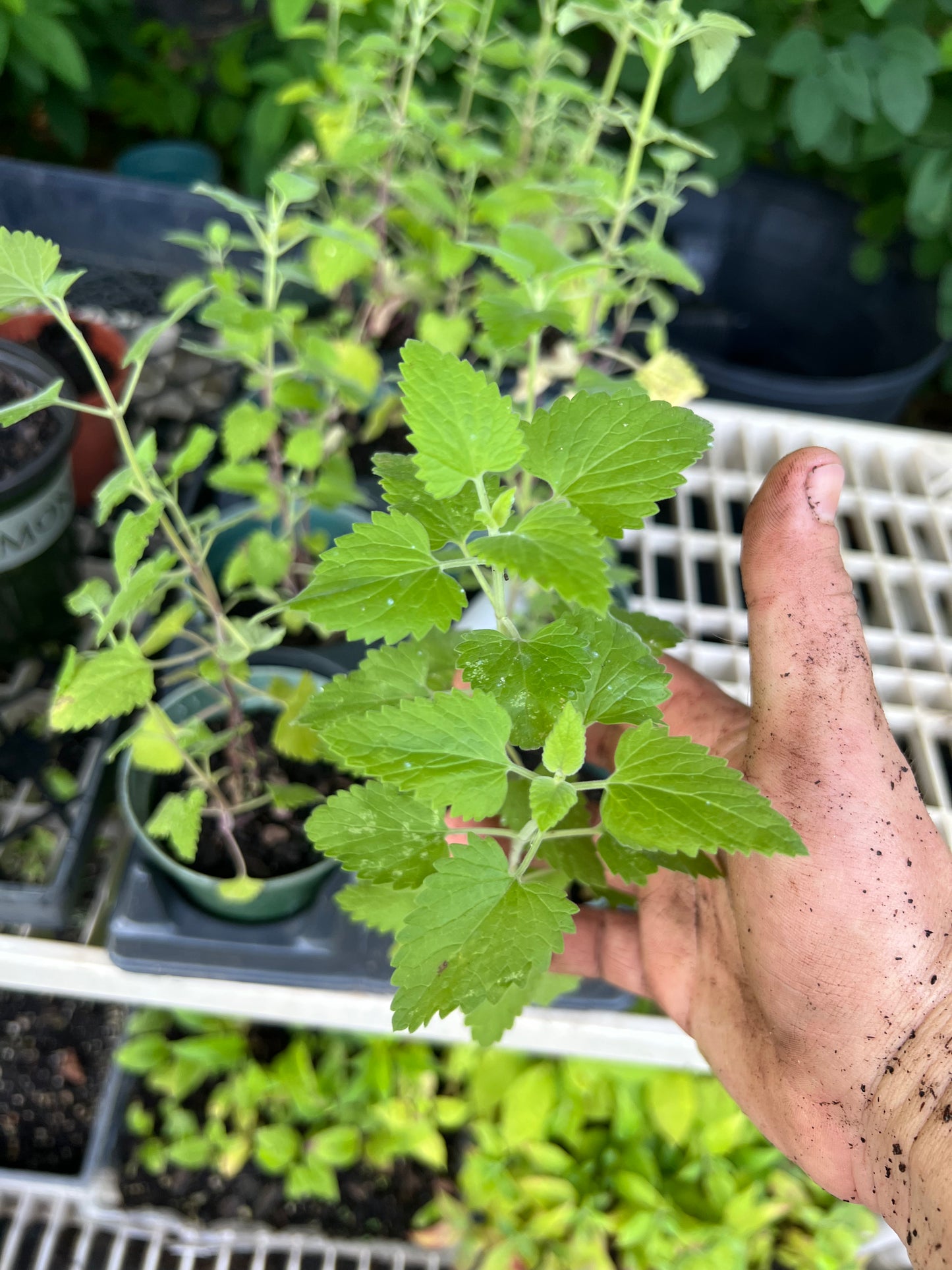POTTTED PLANTS (Local pickup only!)