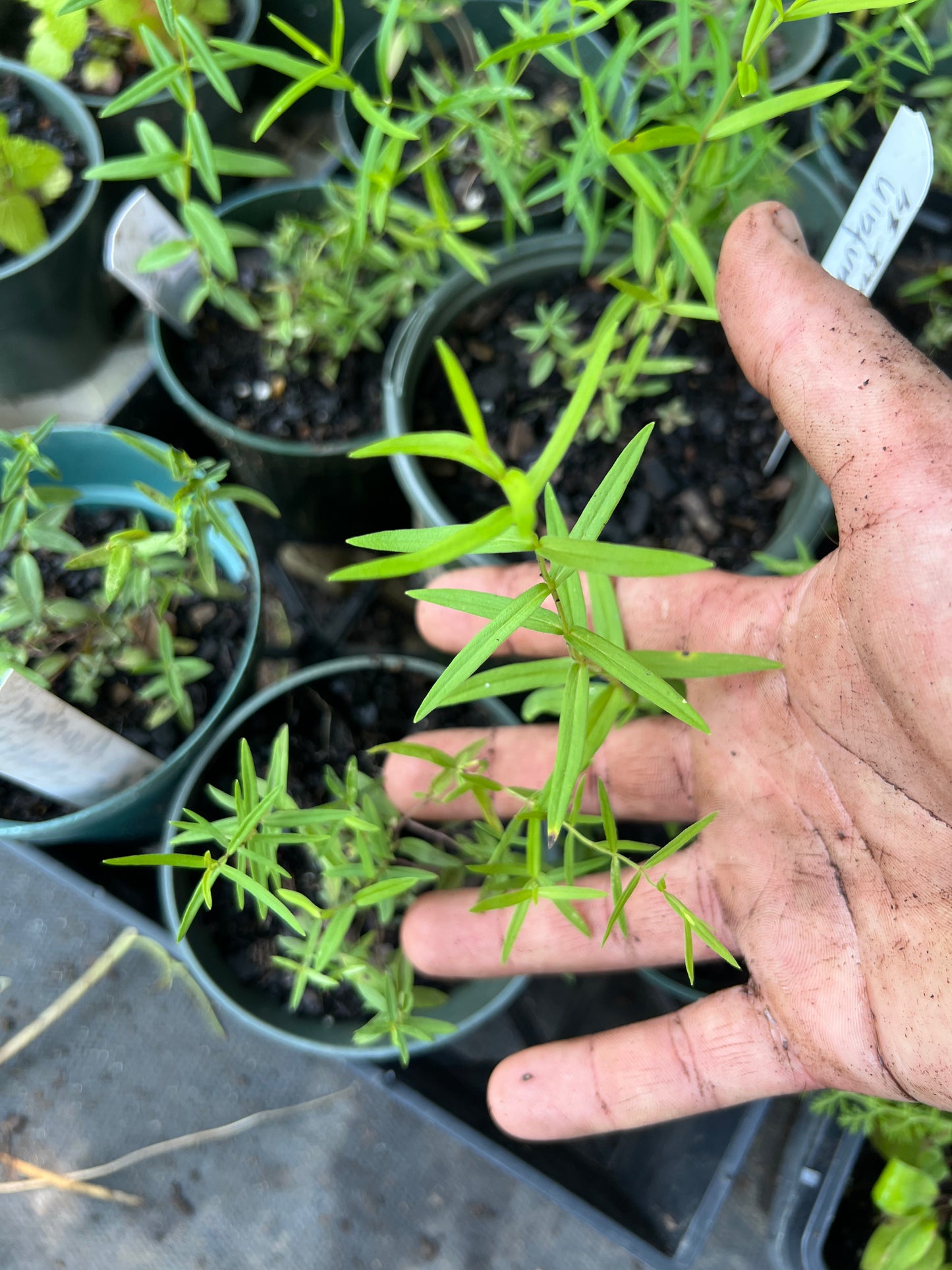 POTTTED PLANTS (Local pickup only!)