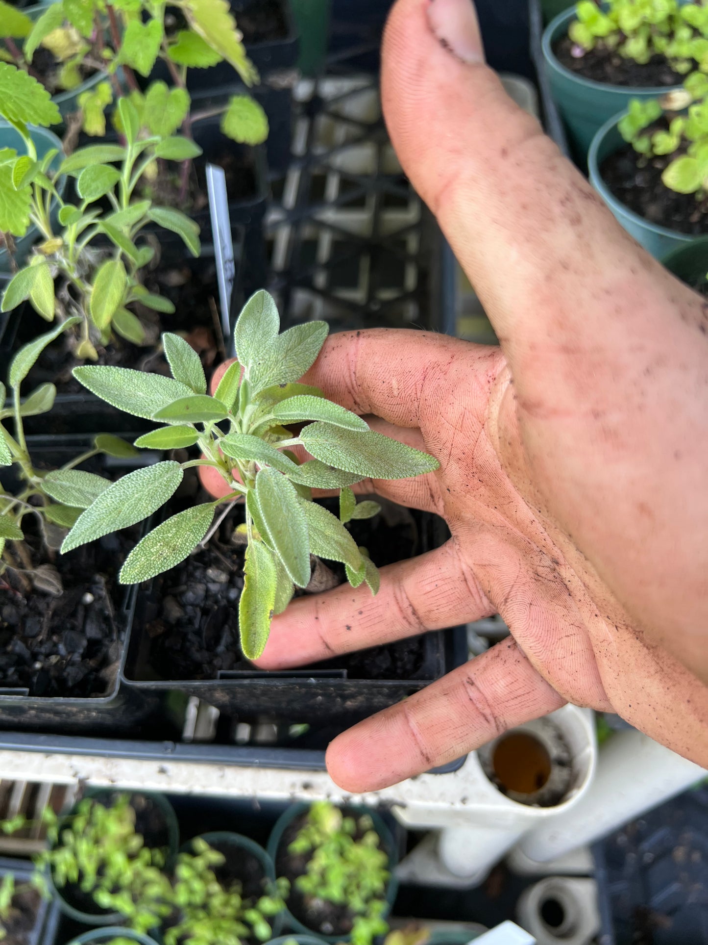 POTTTED PLANTS (Local pickup only!)