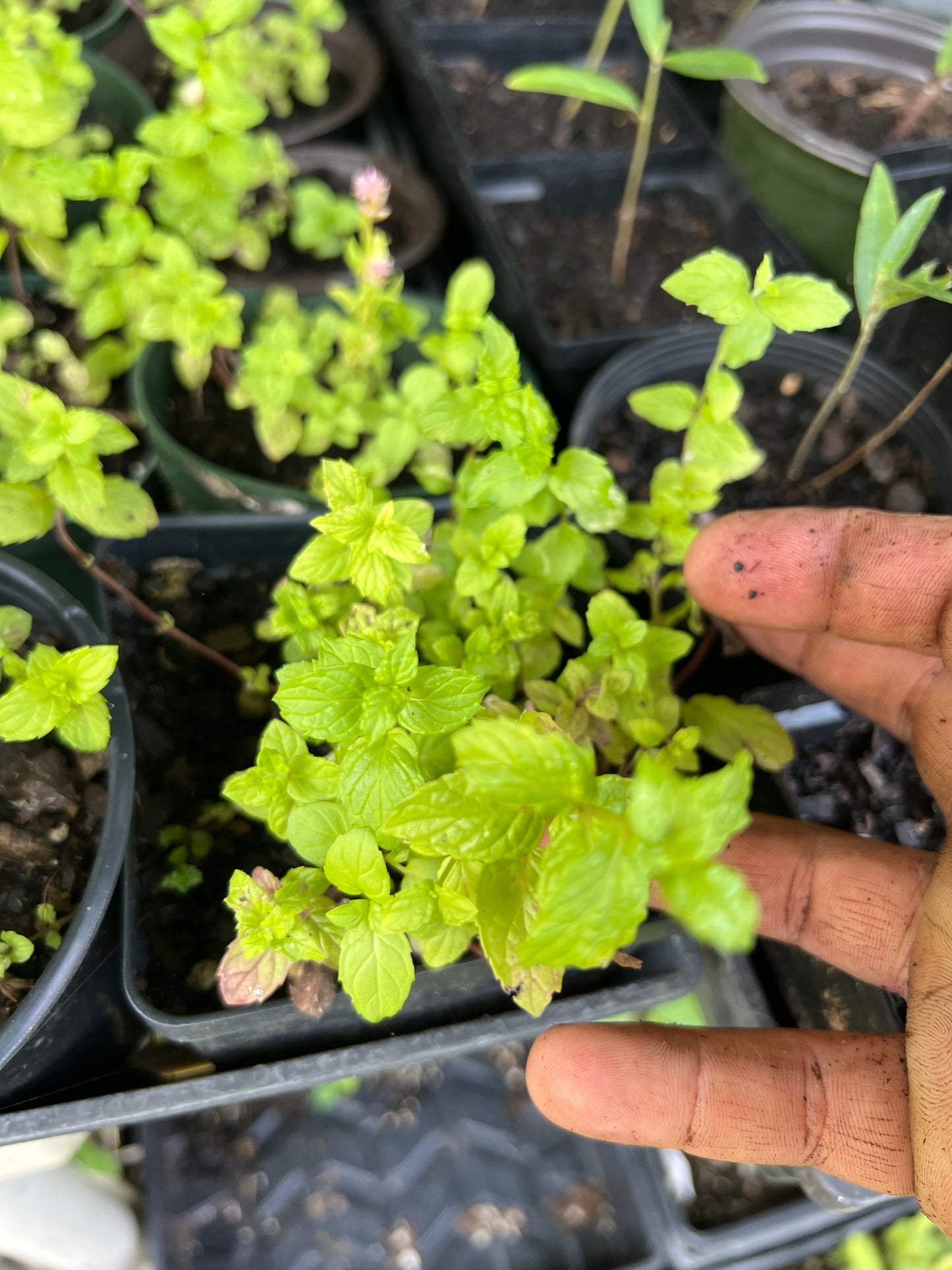 POTTTED PLANTS (Local pickup only!)