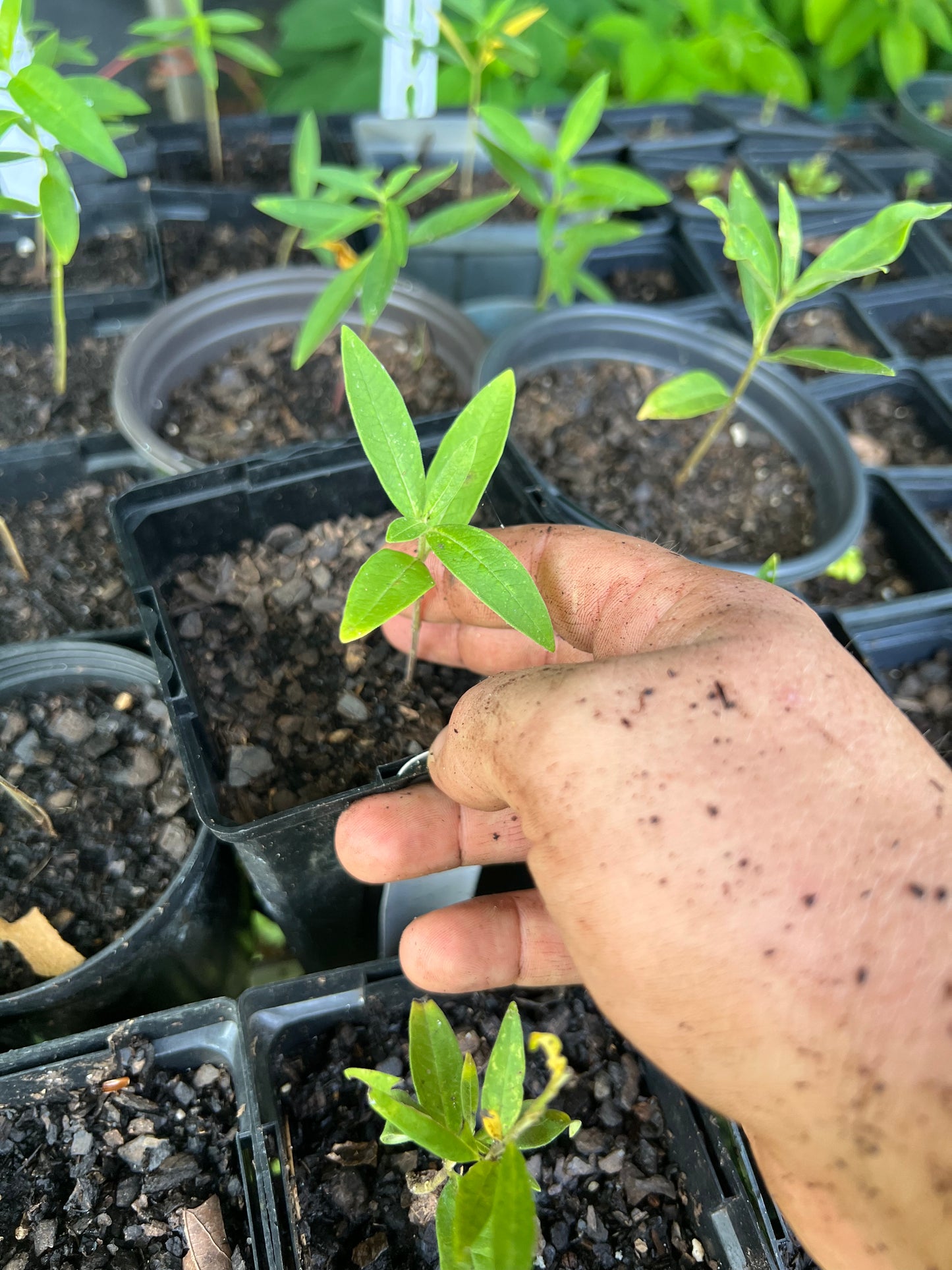 POTTTED PLANTS (Local pickup only!)