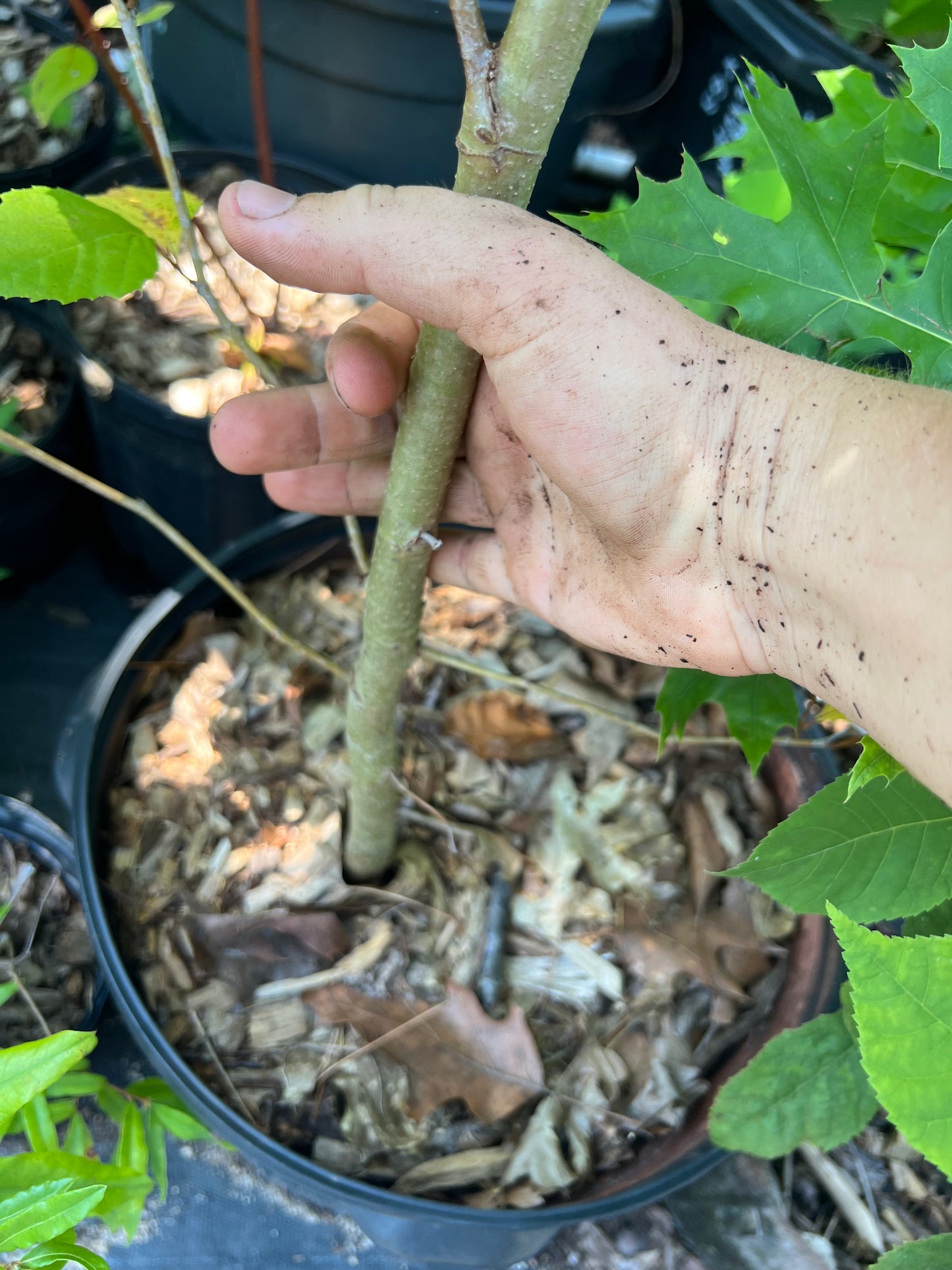 POTTTED PLANTS (Local pickup only!)