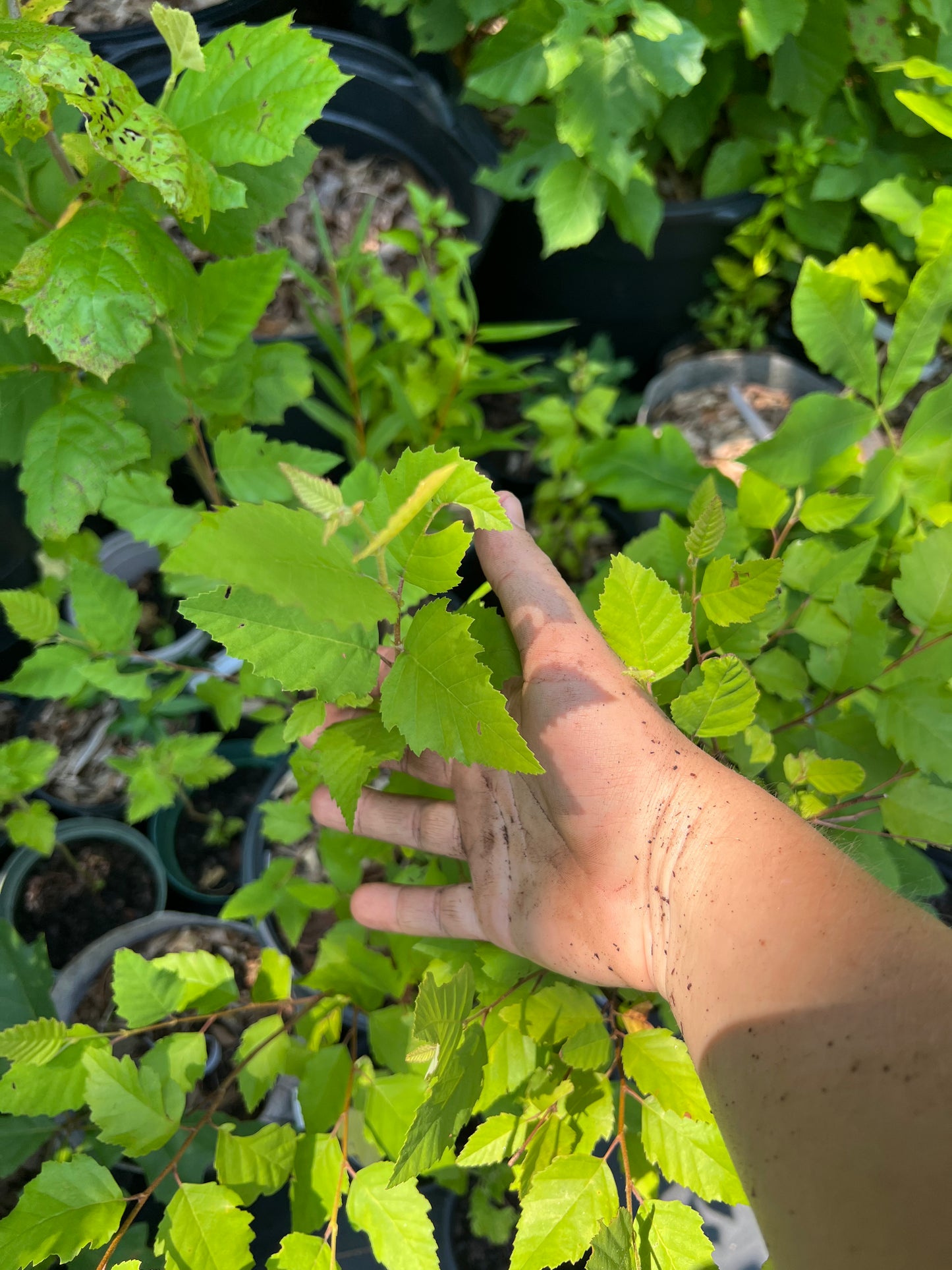 POTTTED PLANTS (Local pickup only!)