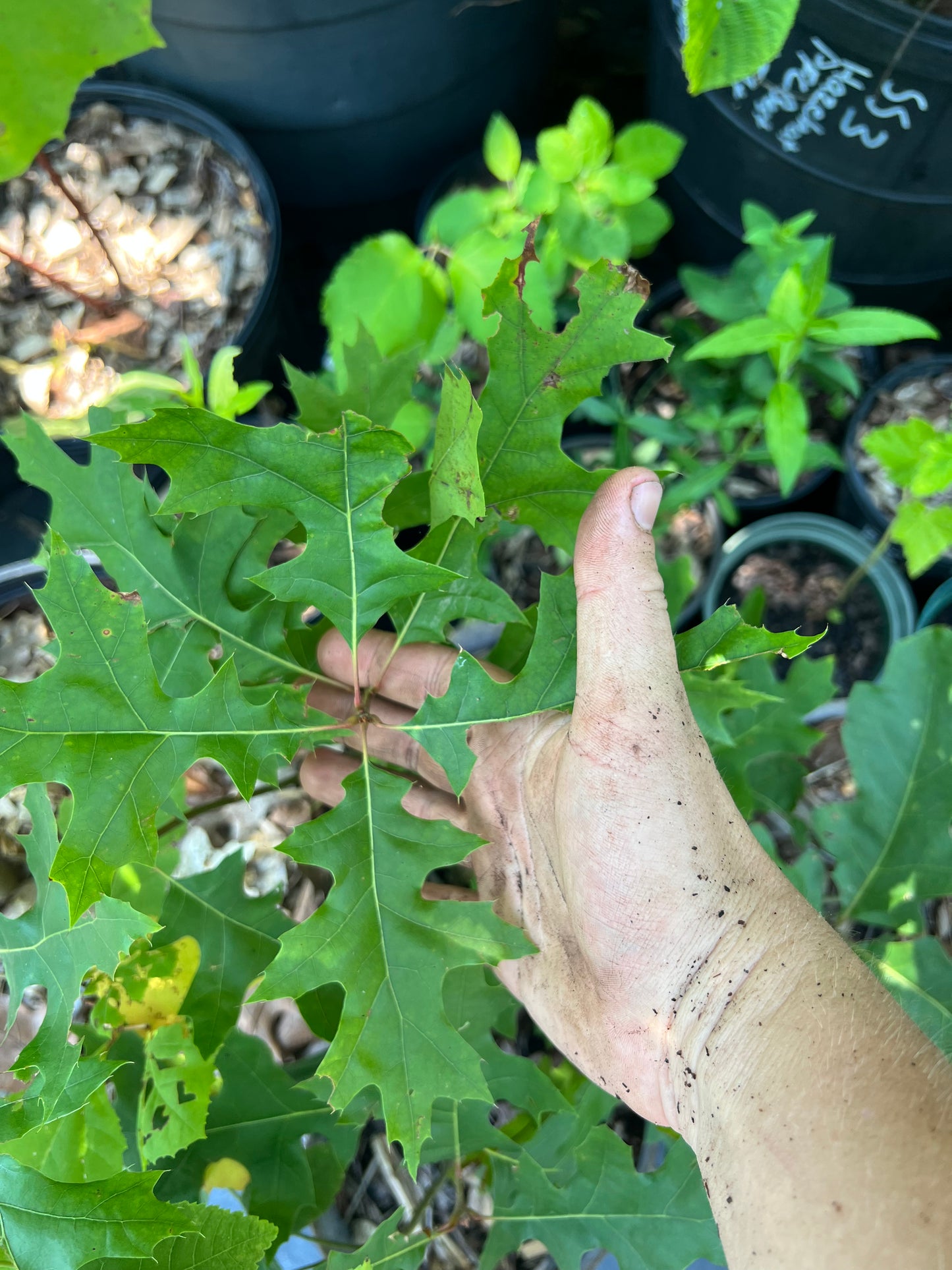POTTTED PLANTS (Local pickup only!)