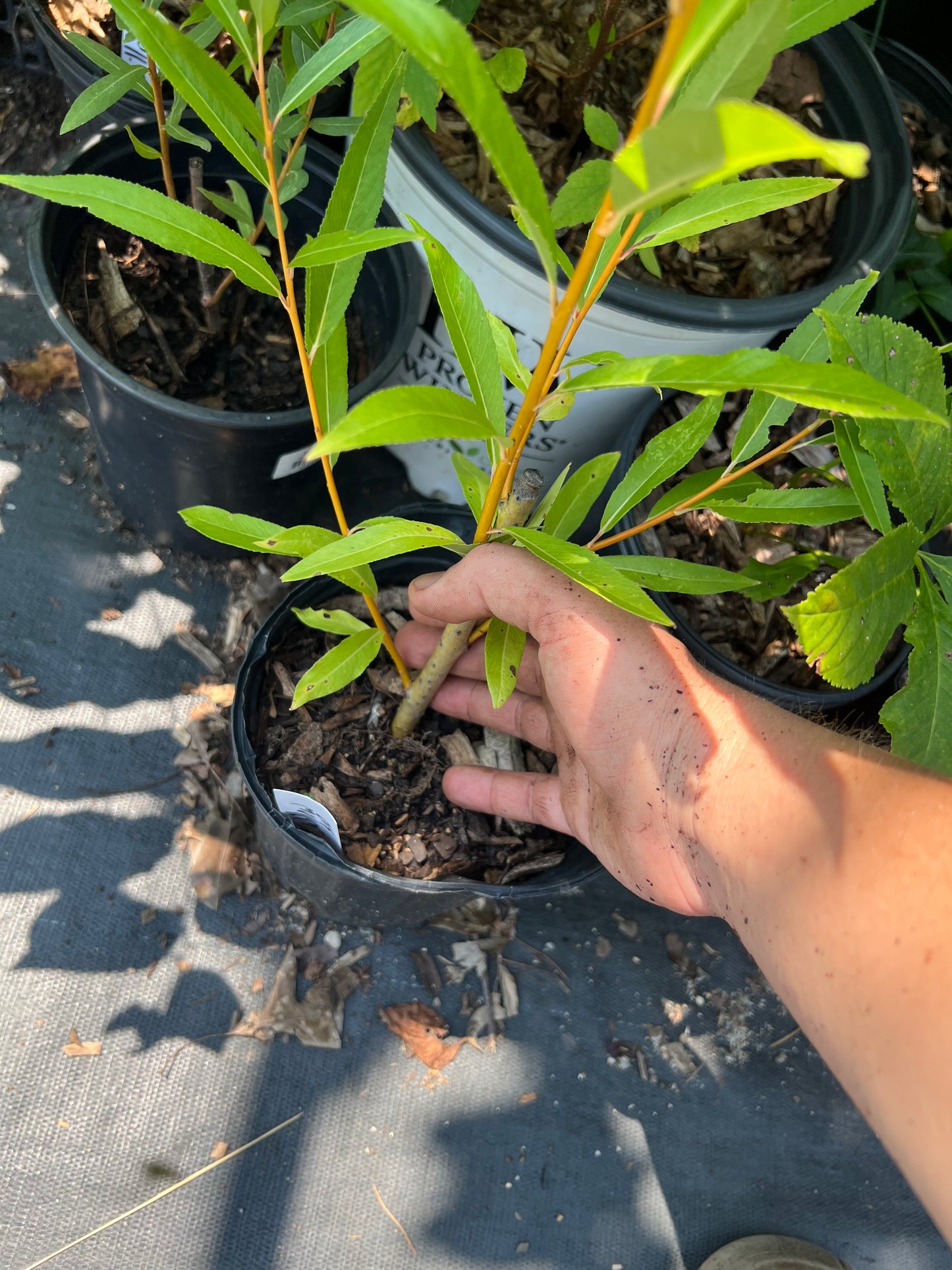POTTTED PLANTS (Local pickup only!)