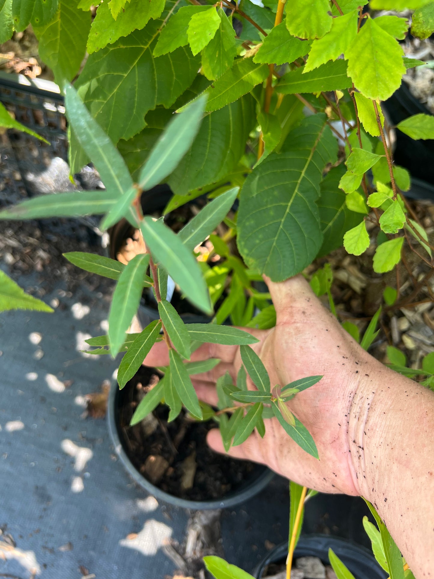 POTTTED PLANTS (Local pickup only!)