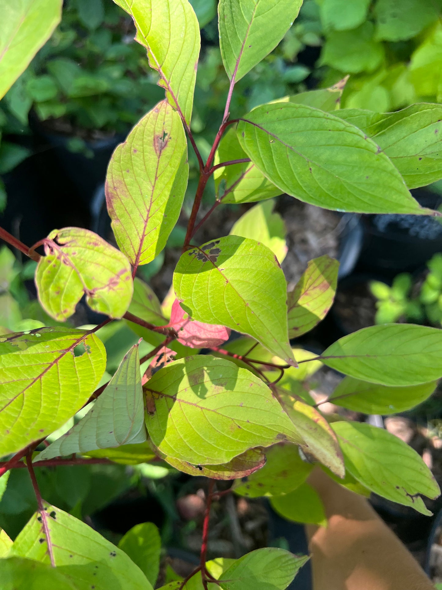 POTTTED PLANTS (Local pickup only!)