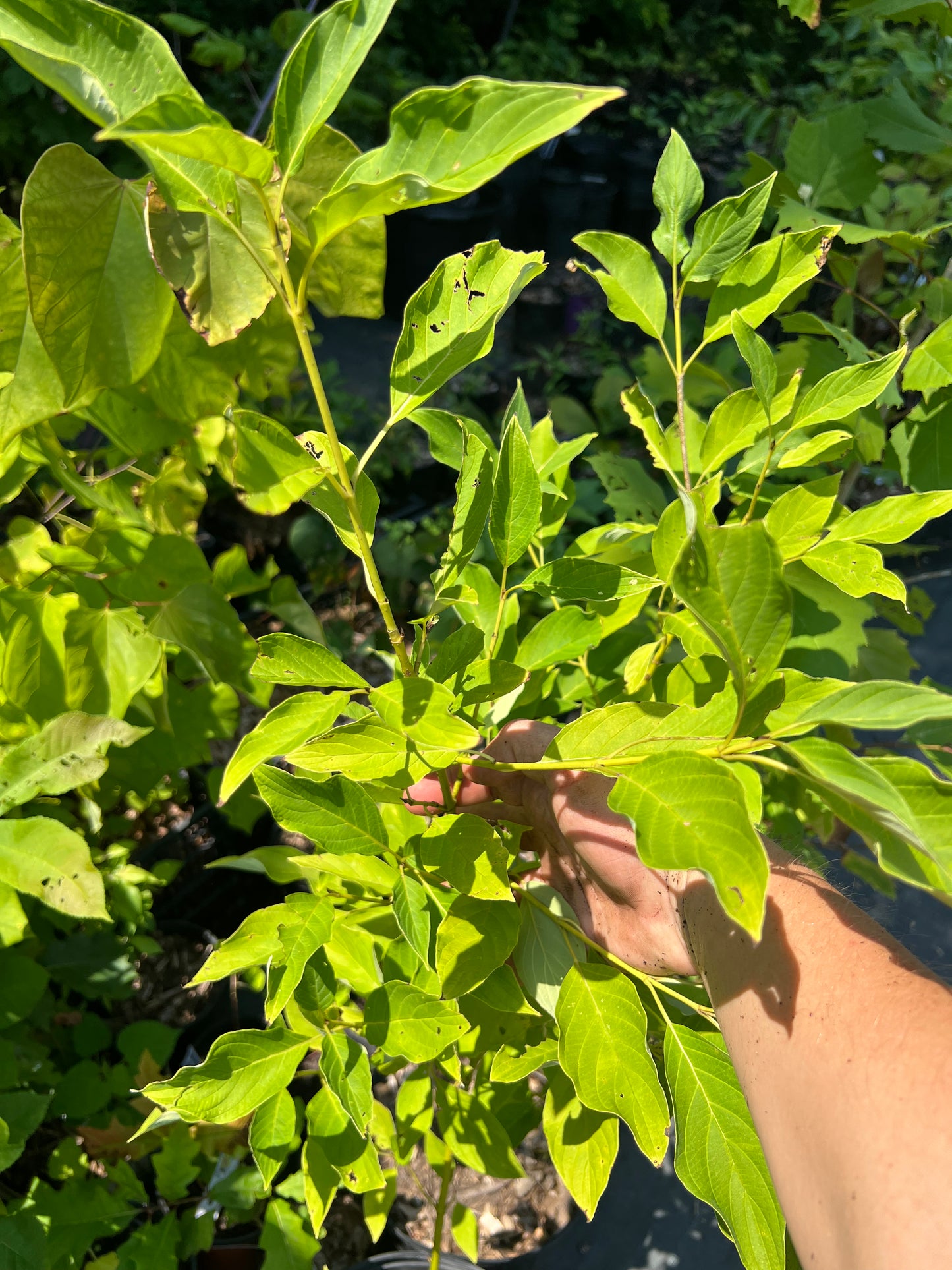 POTTTED PLANTS (Local pickup only!)