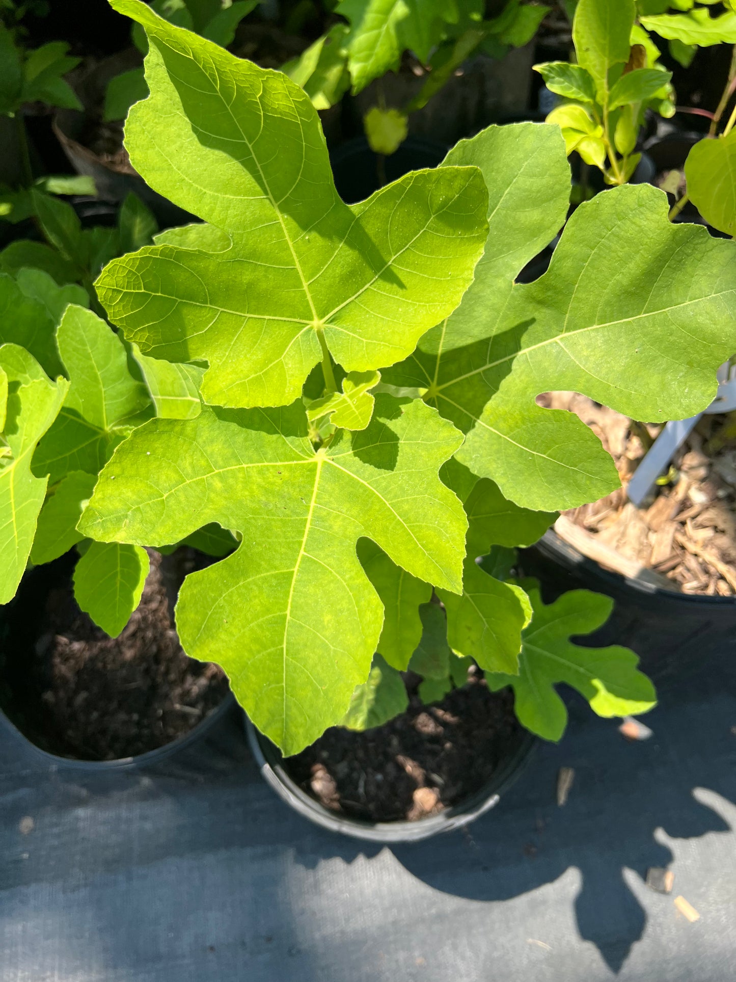 POTTTED PLANTS (Local pickup only!)
