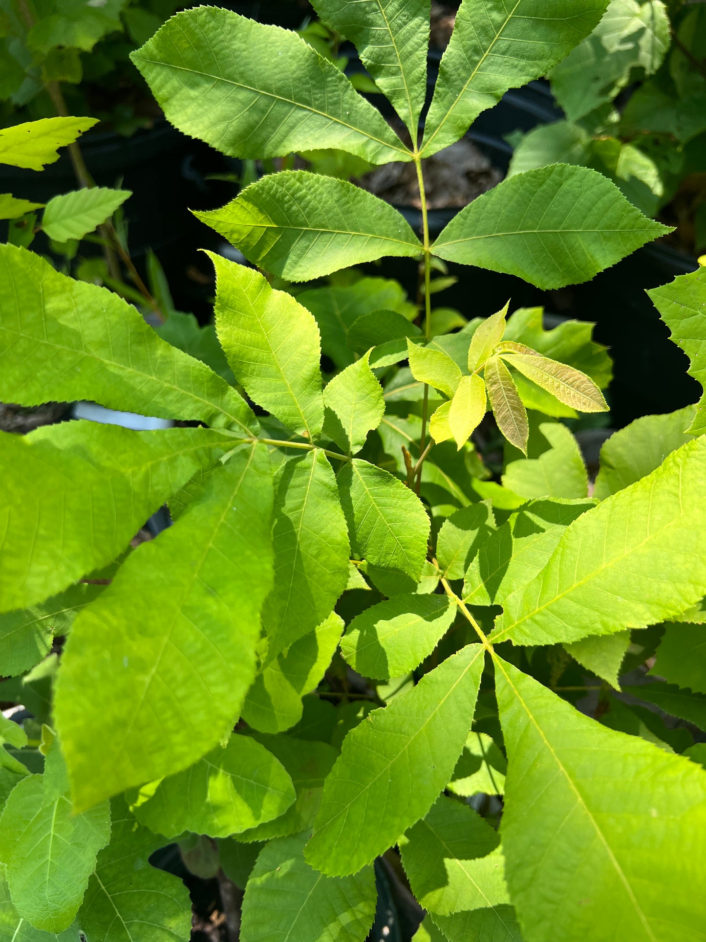POTTTED PLANTS (Local pickup only!)