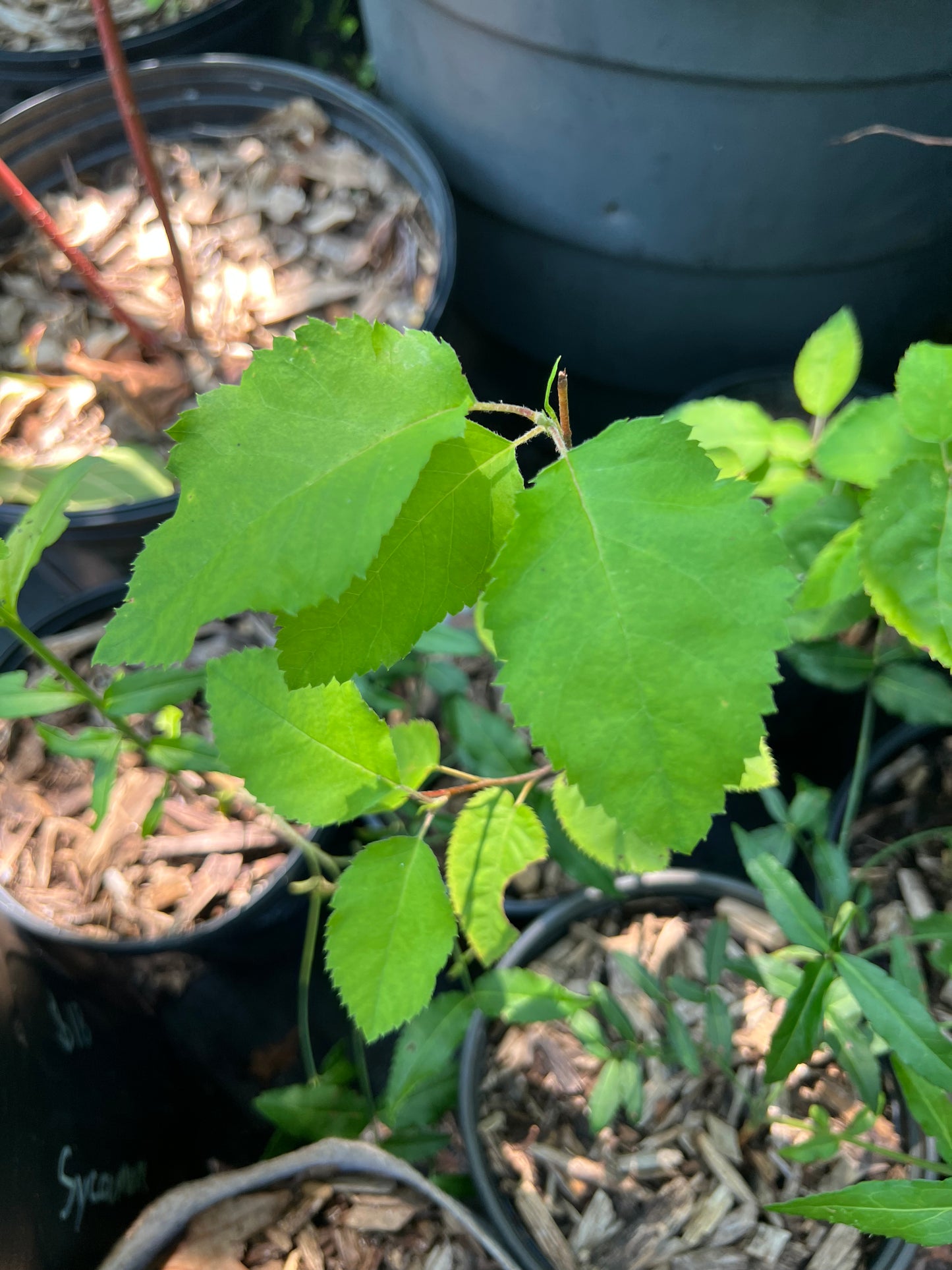 POTTTED PLANTS (Local pickup only!)