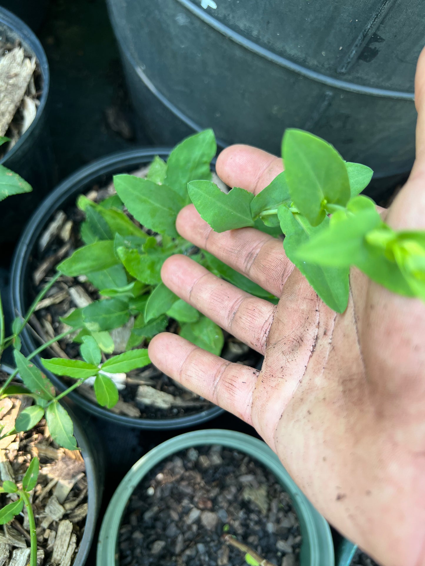 POTTTED PLANTS (Local pickup only!)