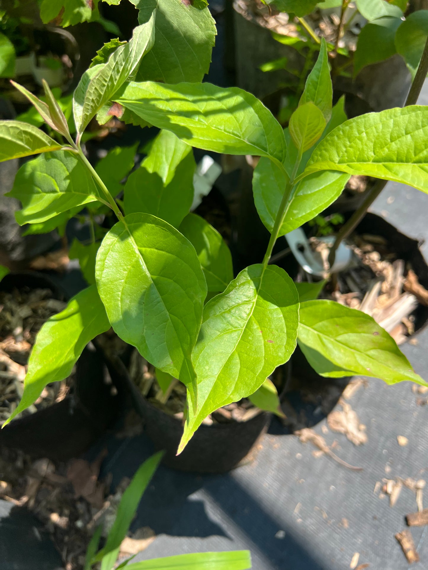 POTTTED PLANTS (Local pickup only!)