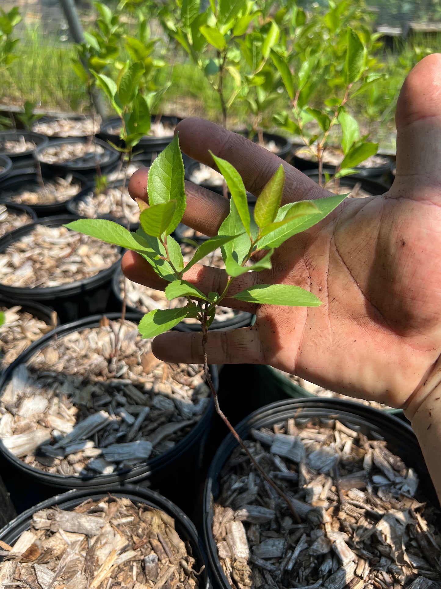 POTTTED PLANTS (Local pickup only!)