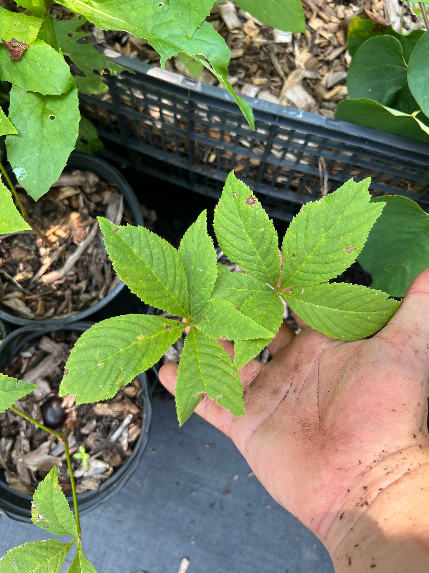 POTTTED PLANTS (Local pickup only!)