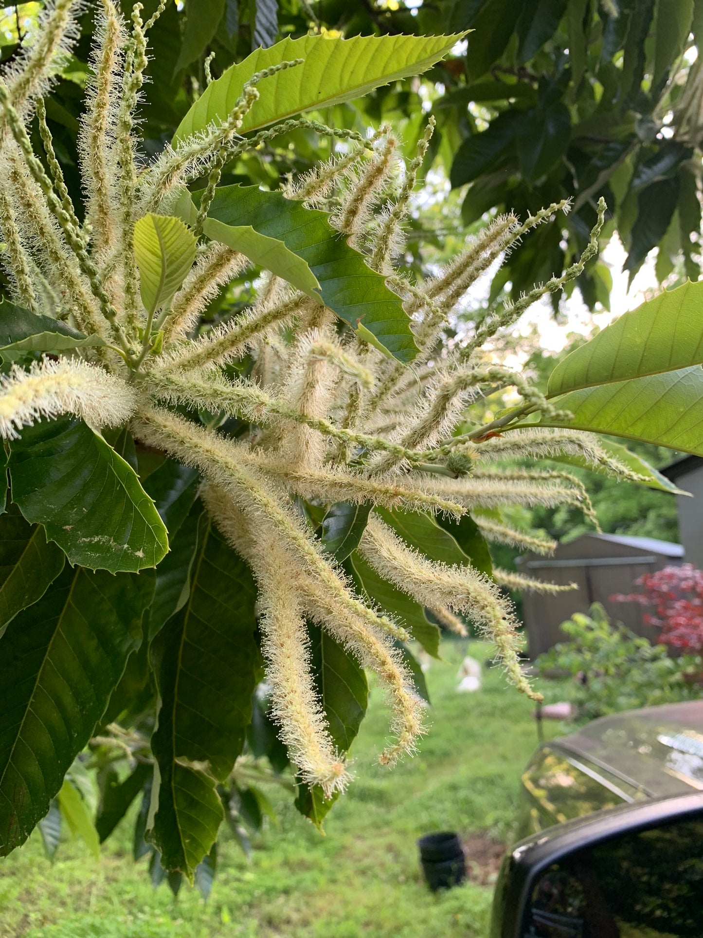 Chestnut