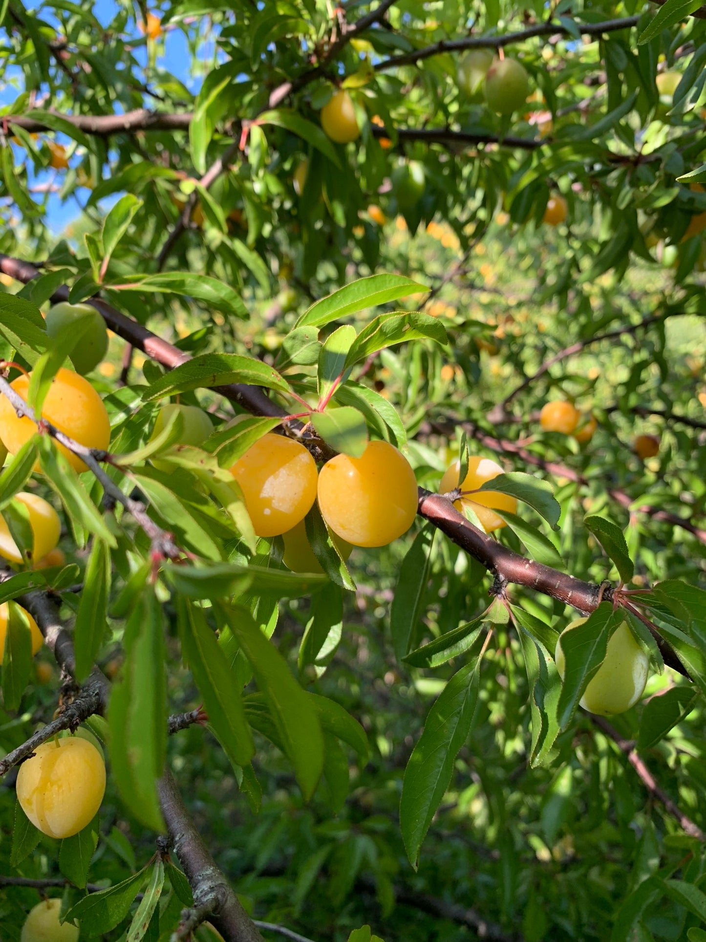 Wild Plum SEEDS