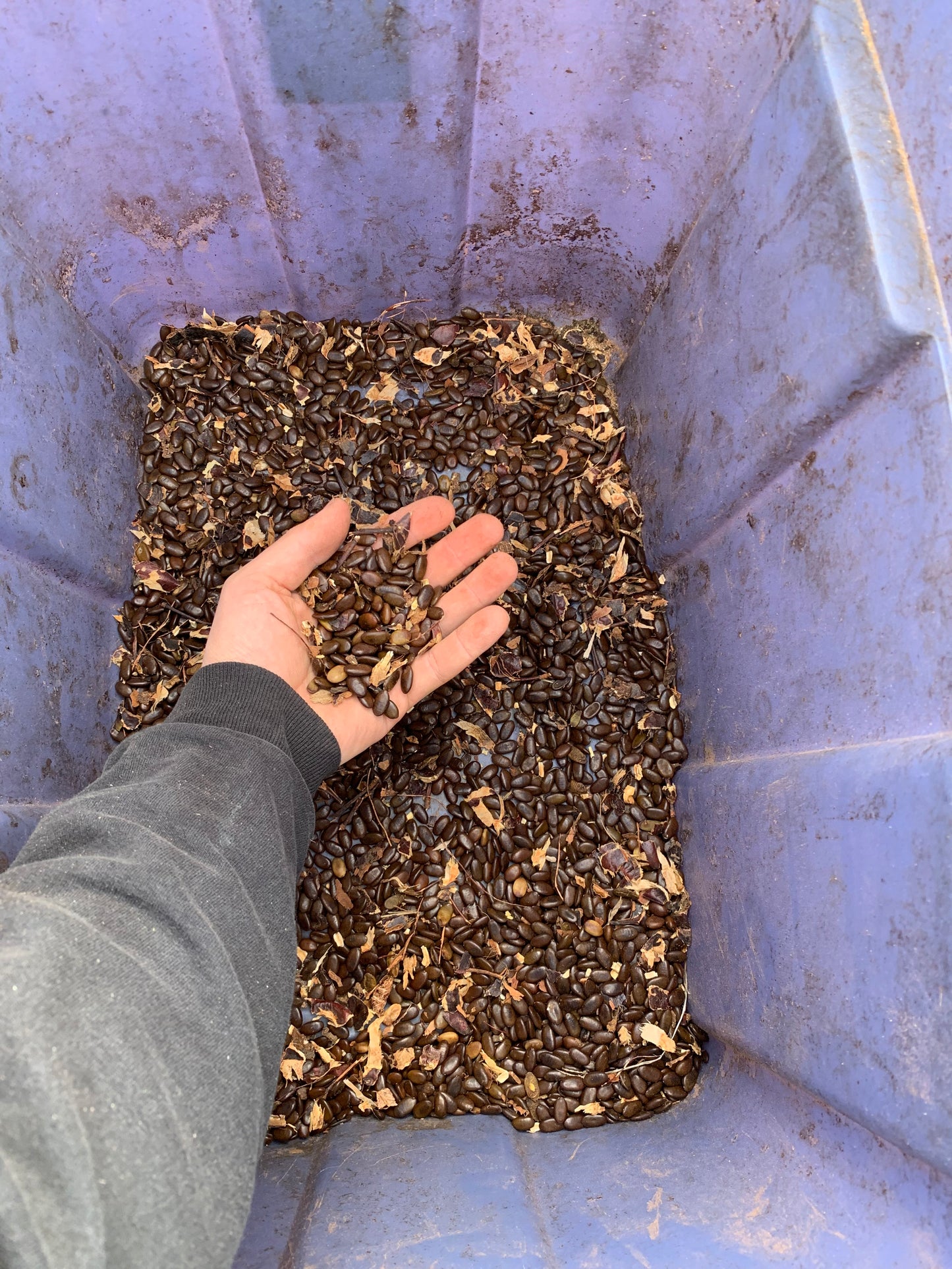 Honey Locust Seed