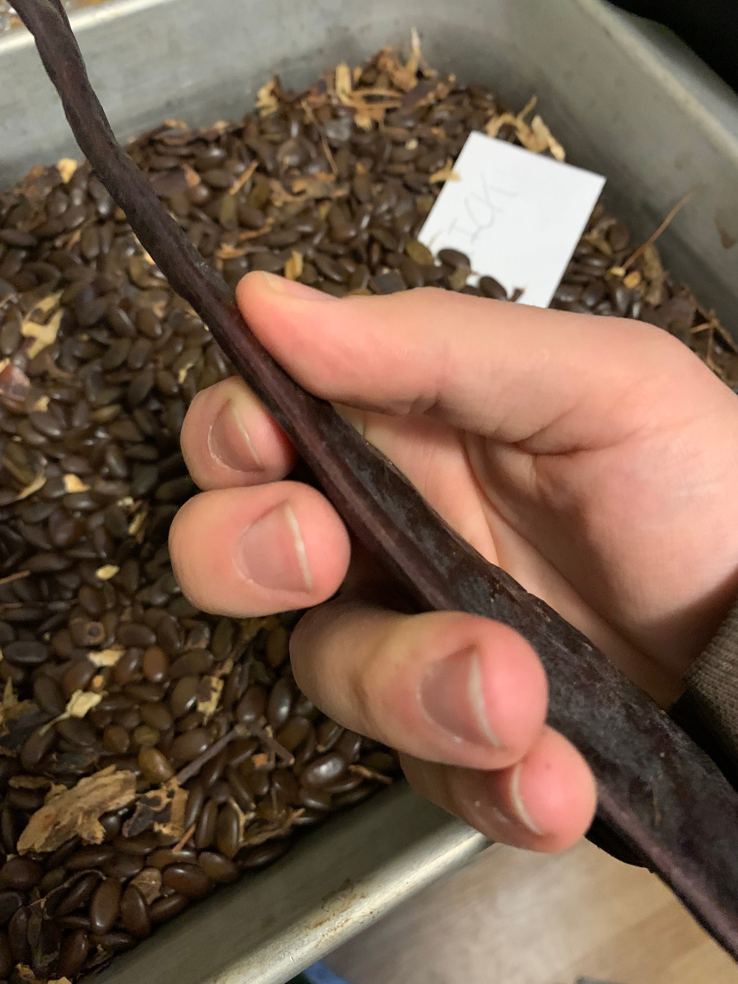 Honey Locust Seed