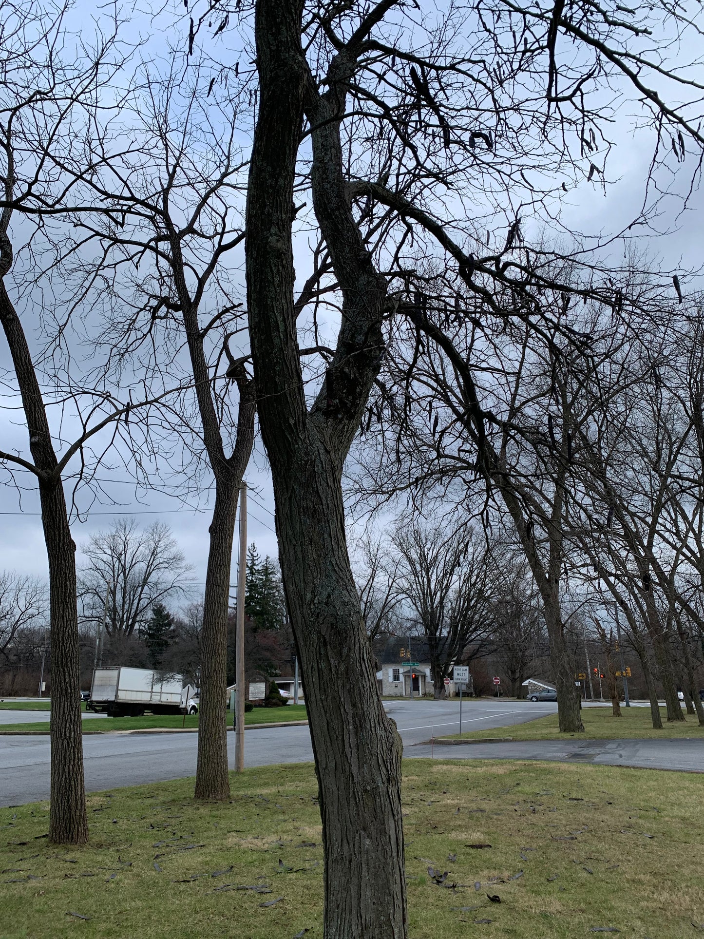 Honey Locust Seed