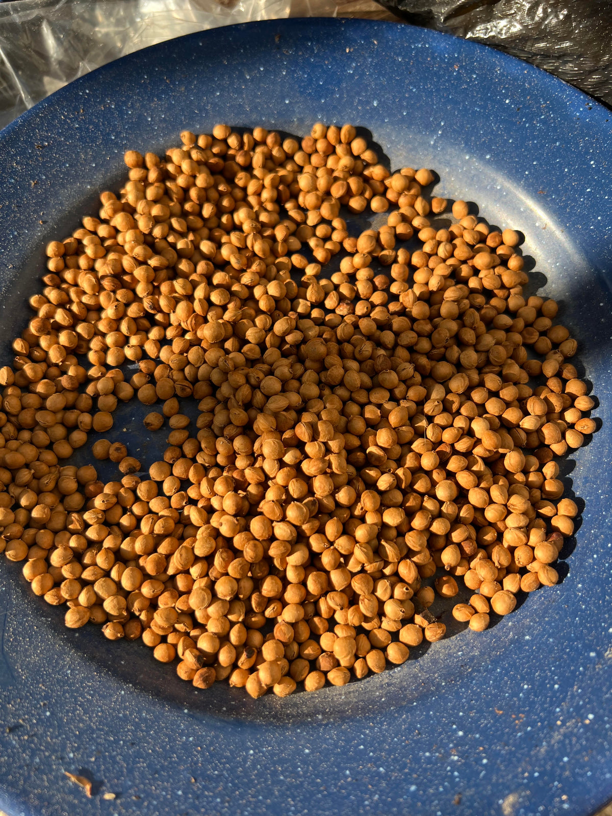Black Cherry seeds