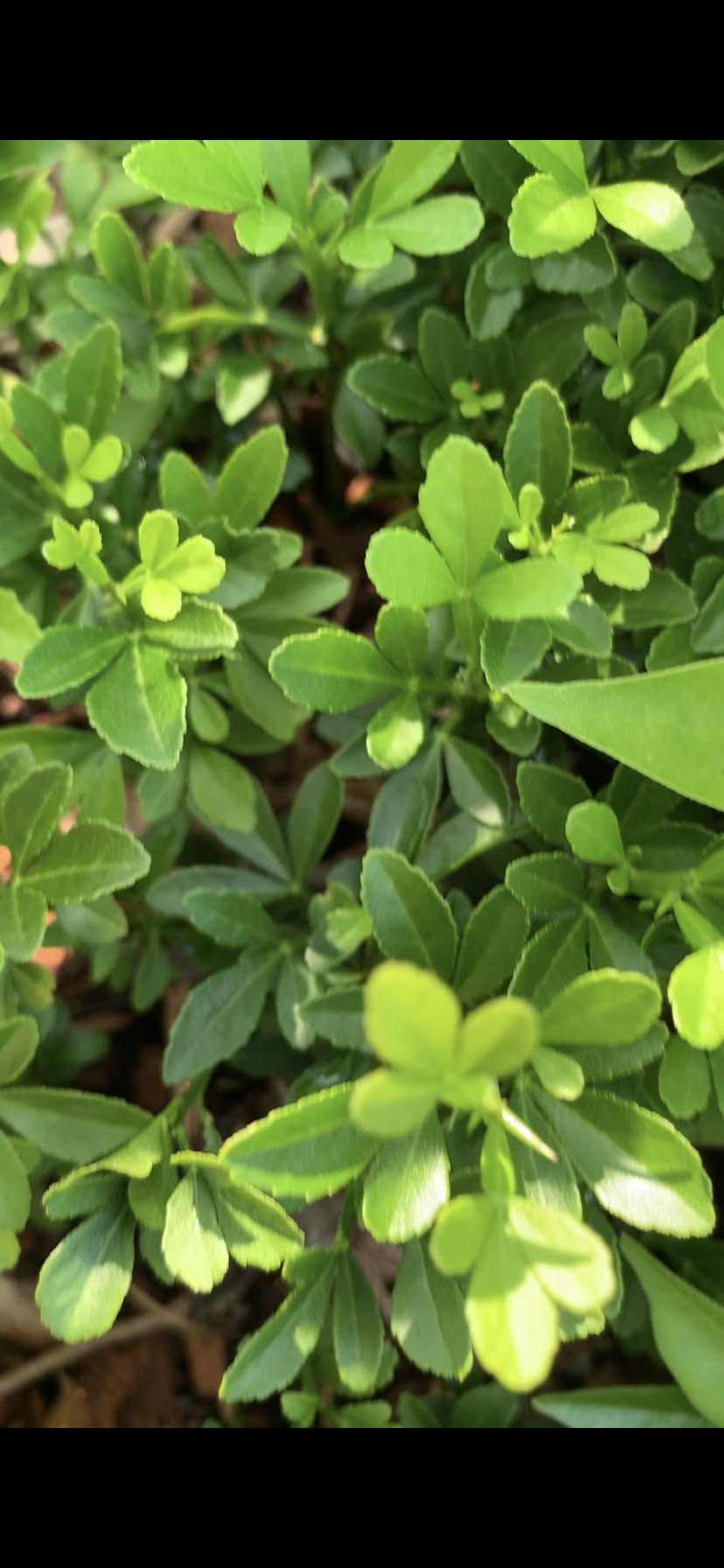 Trifolate Orange TREES & SEEDS