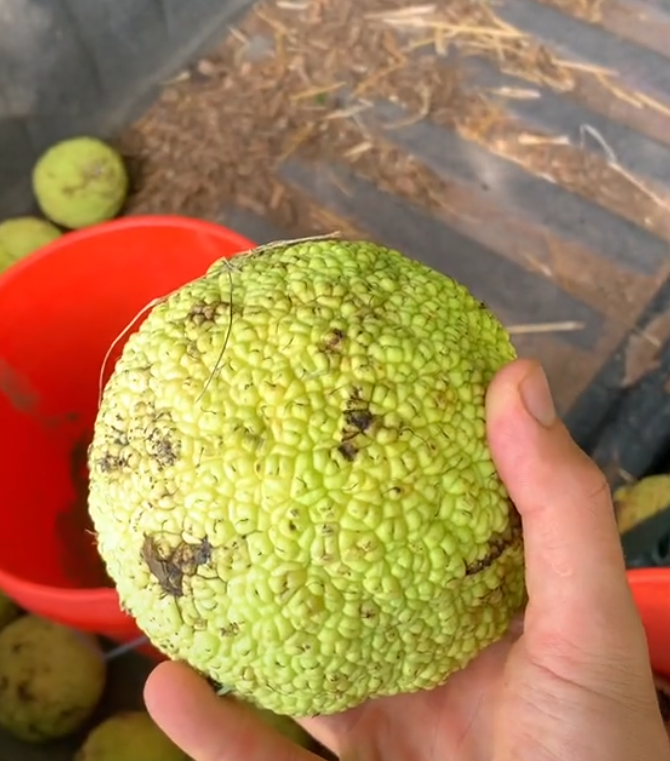Osage Orange
