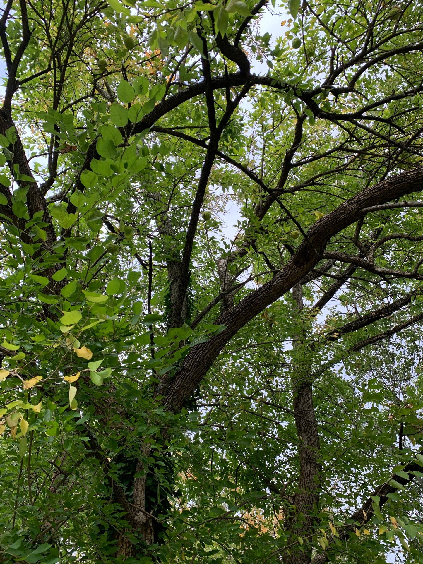 Osage Orange