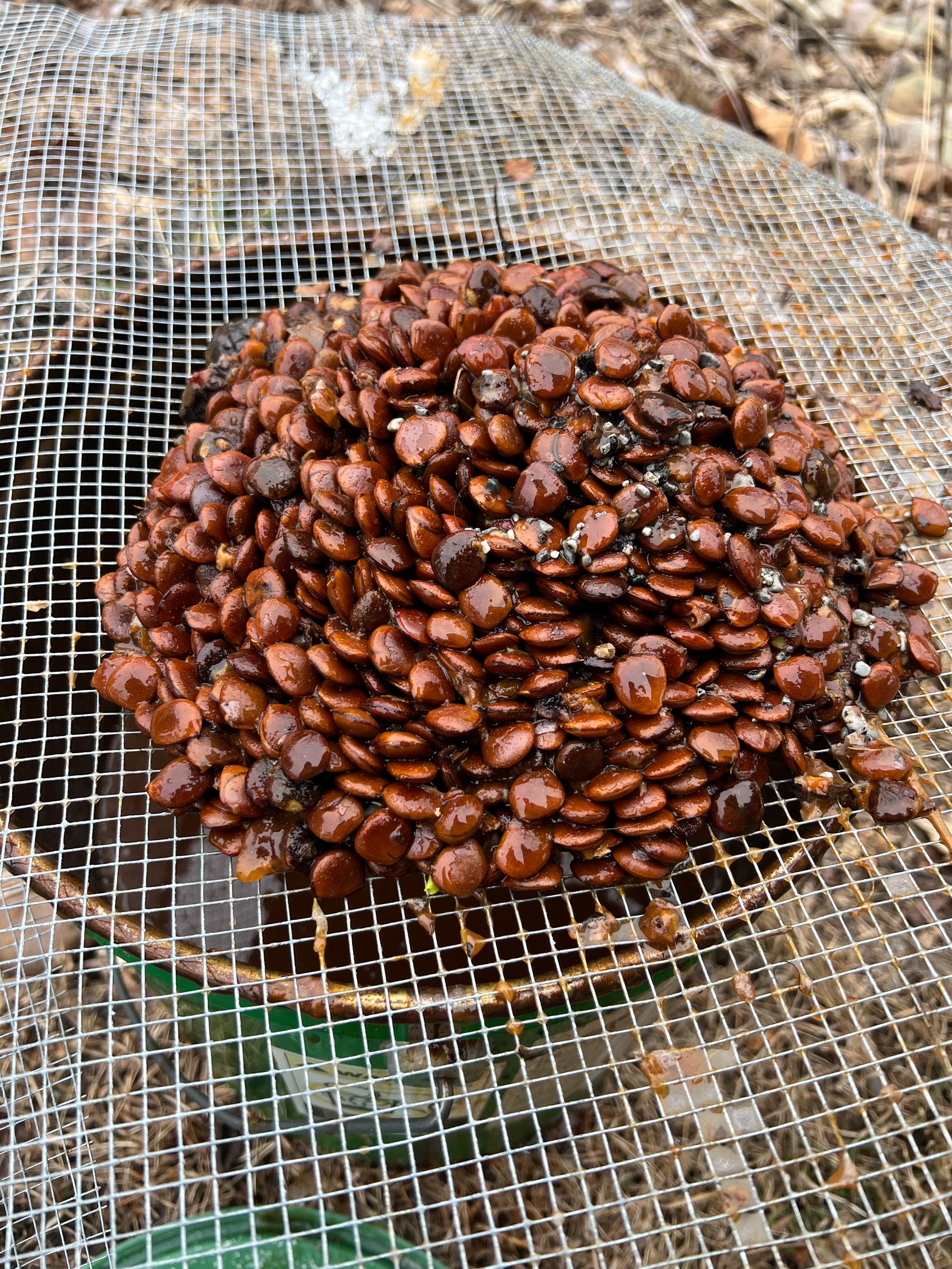persimmon seeds for planting Persimmon Seed – Living Soil Tree Farm