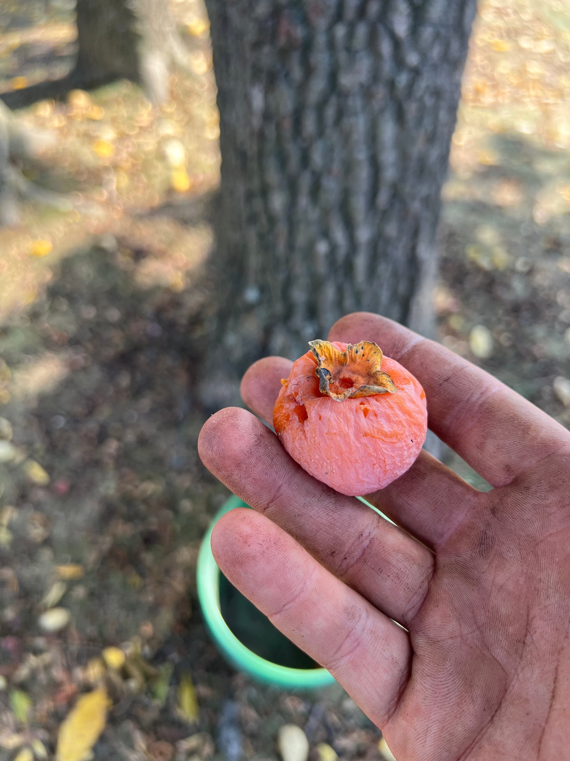 plant persimmon seeds Persimmon Seed – Living Soil Tree Farm